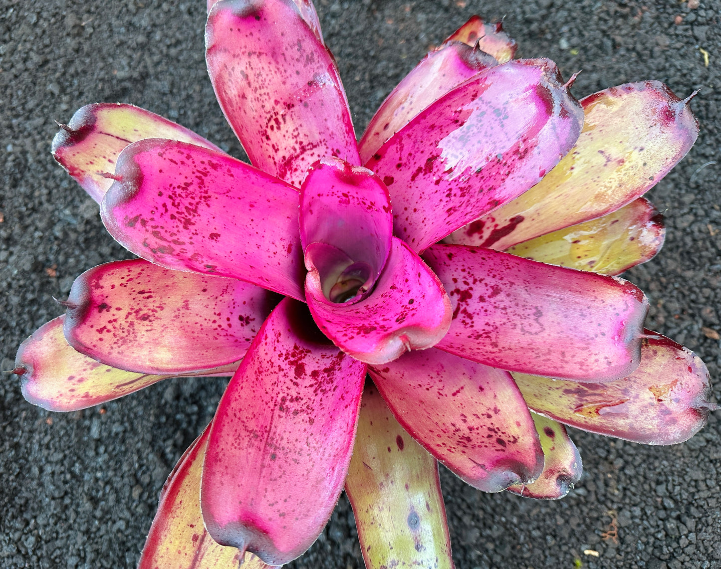 Neoregelia ‘Hilo Rainforest’