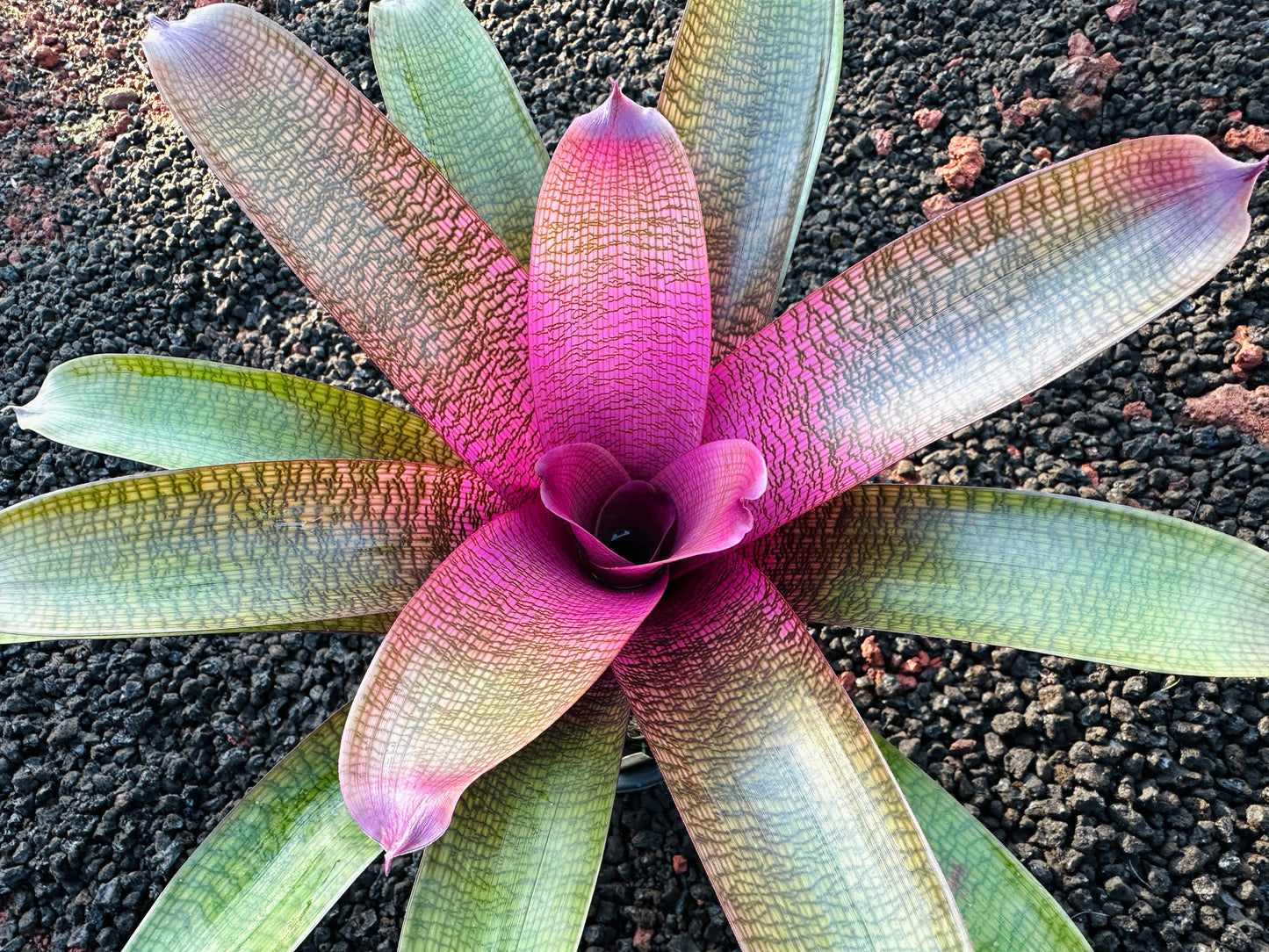 Vriesea ‘Dark Ninja’ x ‘Guava Sherbert’