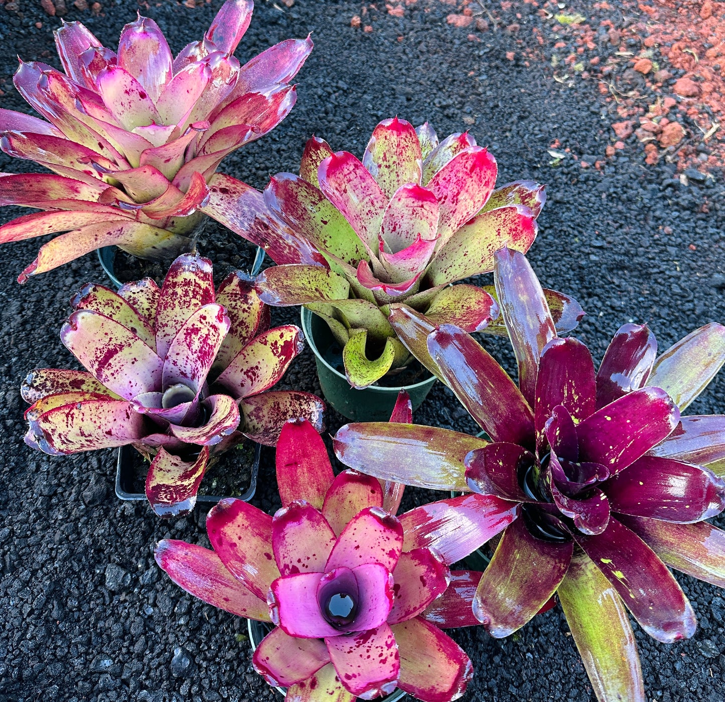 Assorted Neoregelia
