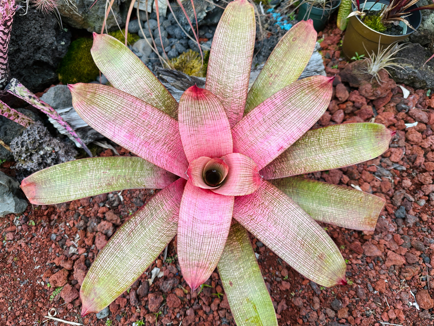 Vriesea ‘Emiko’