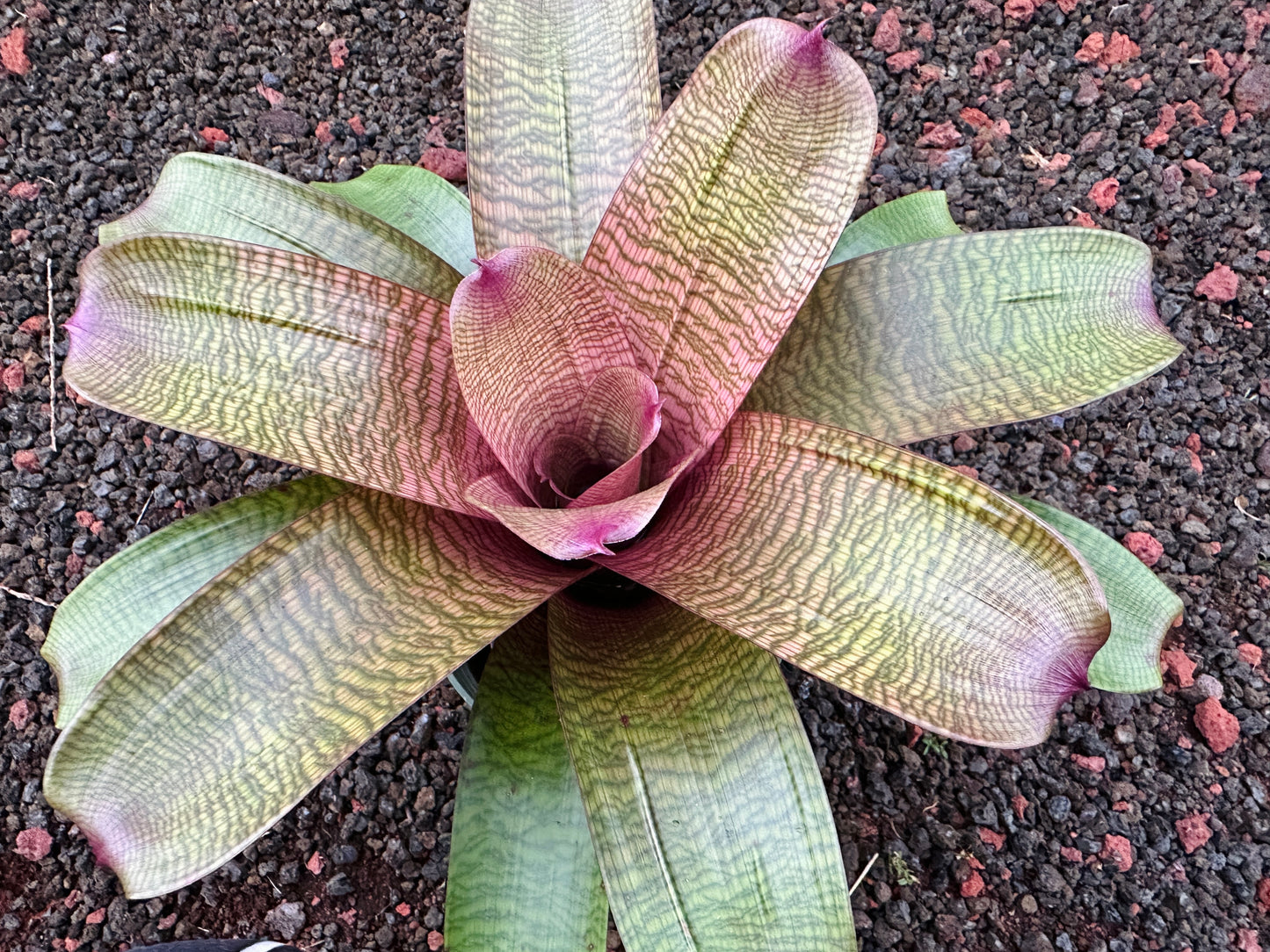 Vriesea hieroglyphica x ‘Sherlette’s Pride