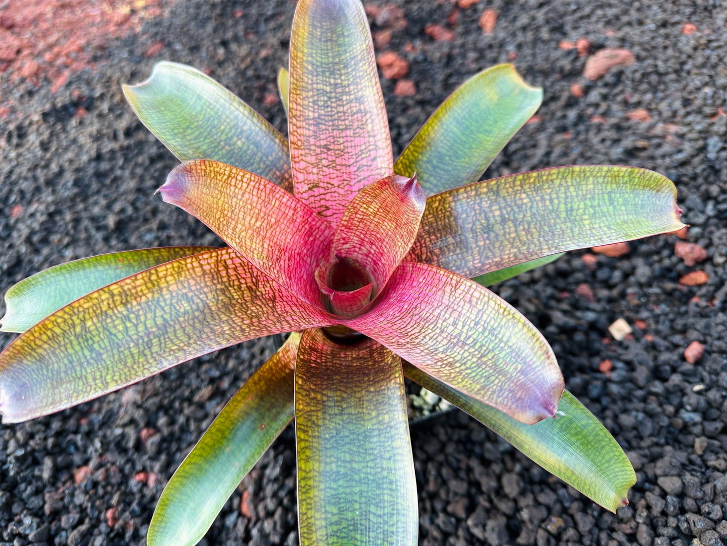 Vriesea ‘Olive and Len Trevor’ x ‘Big Island Passion’