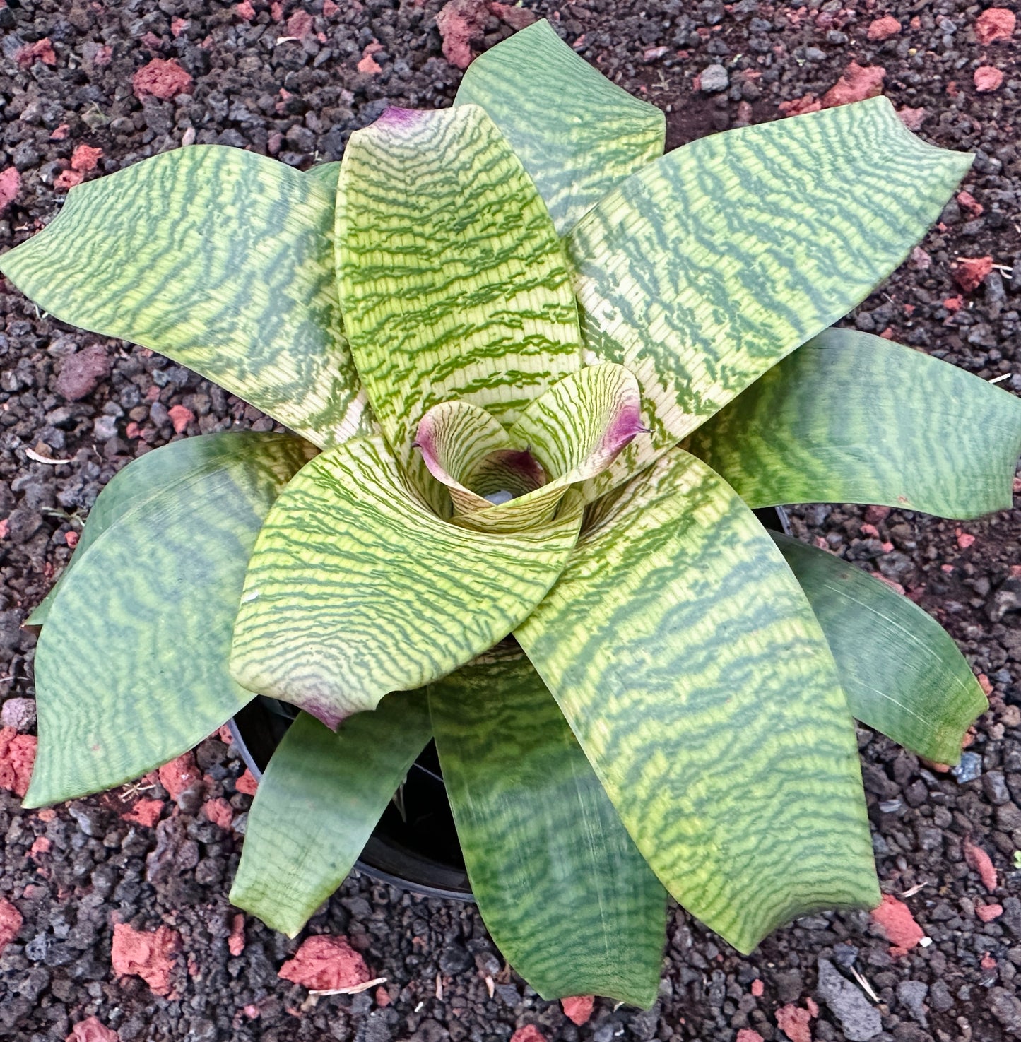 Vriesea ‘Leina’ala’ F2