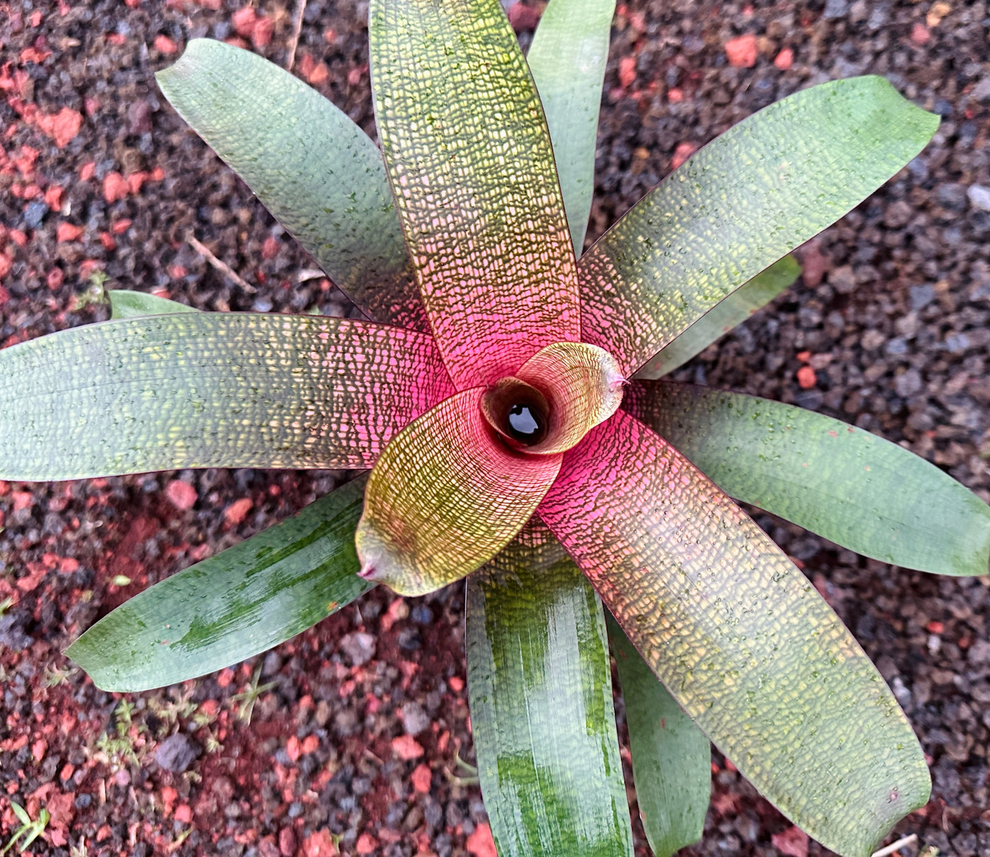 Vriese ‘Jane Higa Testa’ x ‘Big Island Passion’