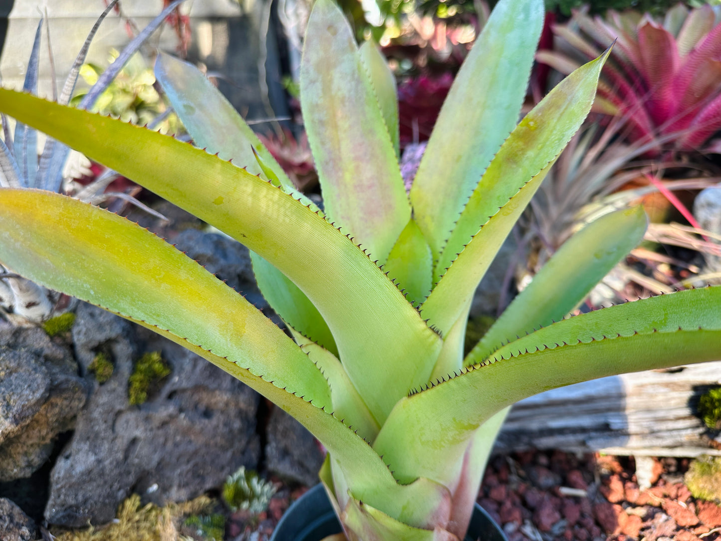 Hohenbergia ‘Razor Blade’