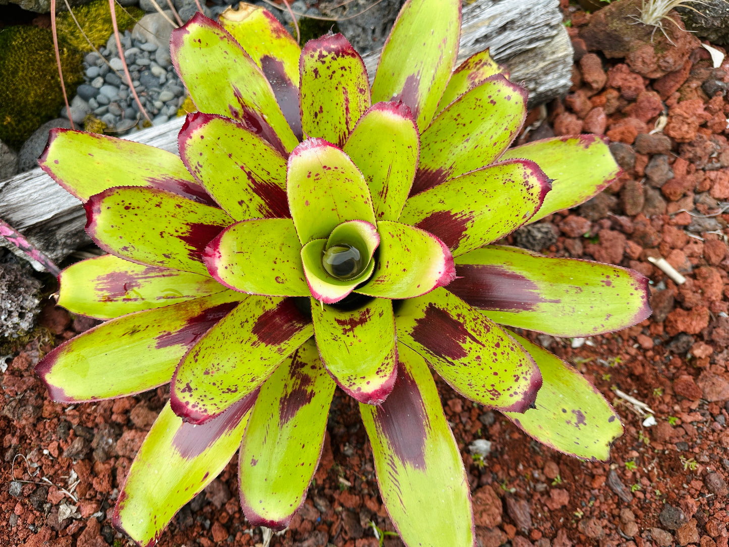 Neoregelia ‘Painted Delight’