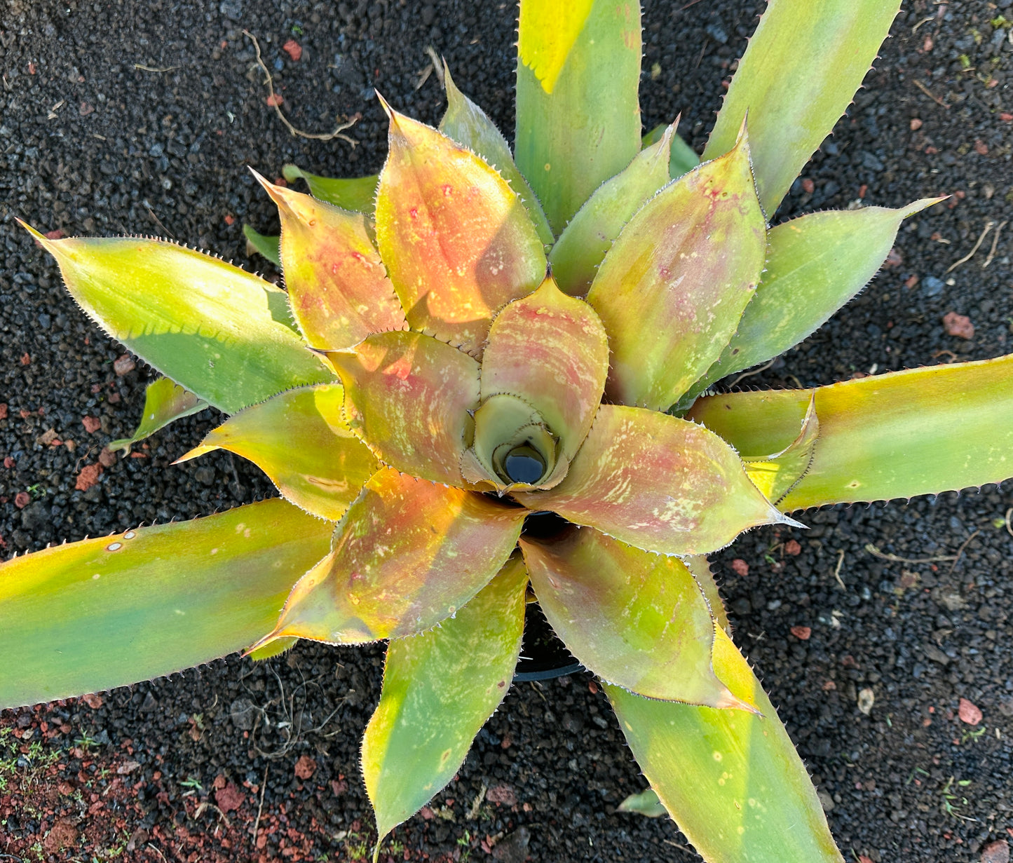 Hohenbergia ‘Megatron’