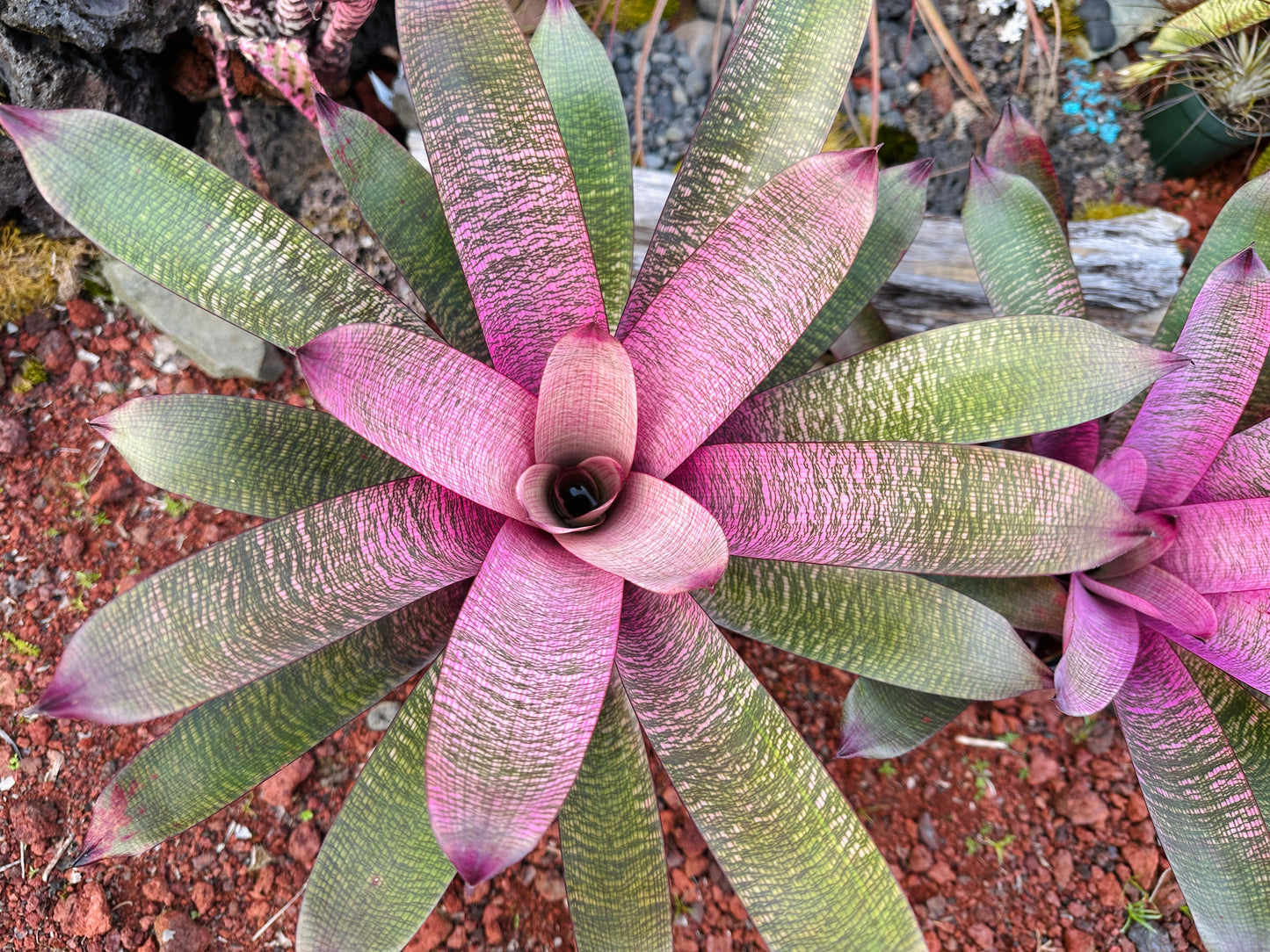 Vriesea ‘Miyoko’