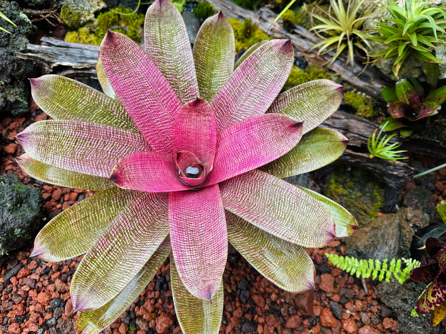 Vriesea hieroglyphica x ‘Pahoa Beauty’