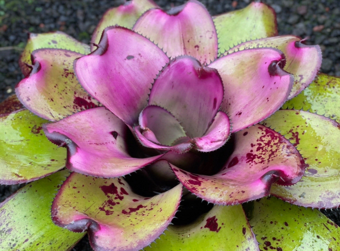 Neoregelia ‘Kohala Sunset’