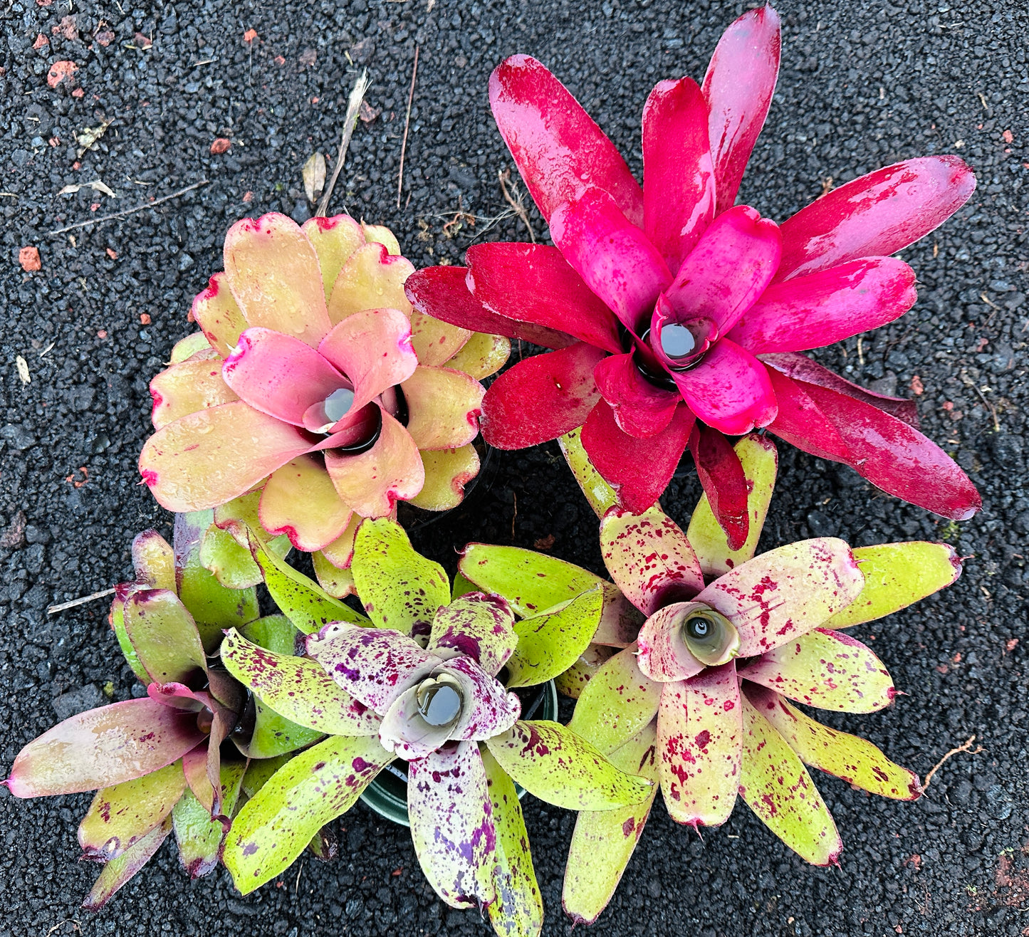 Assorted Neoregelia