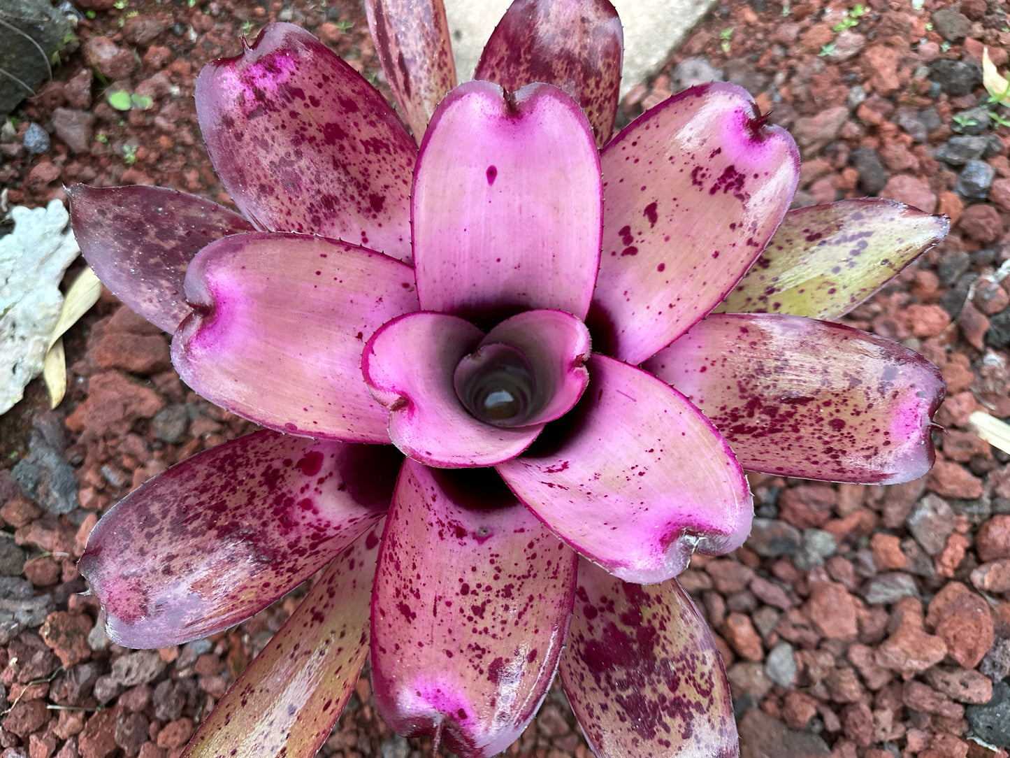 Neoregelia ‘Hawaiian Rainforest’