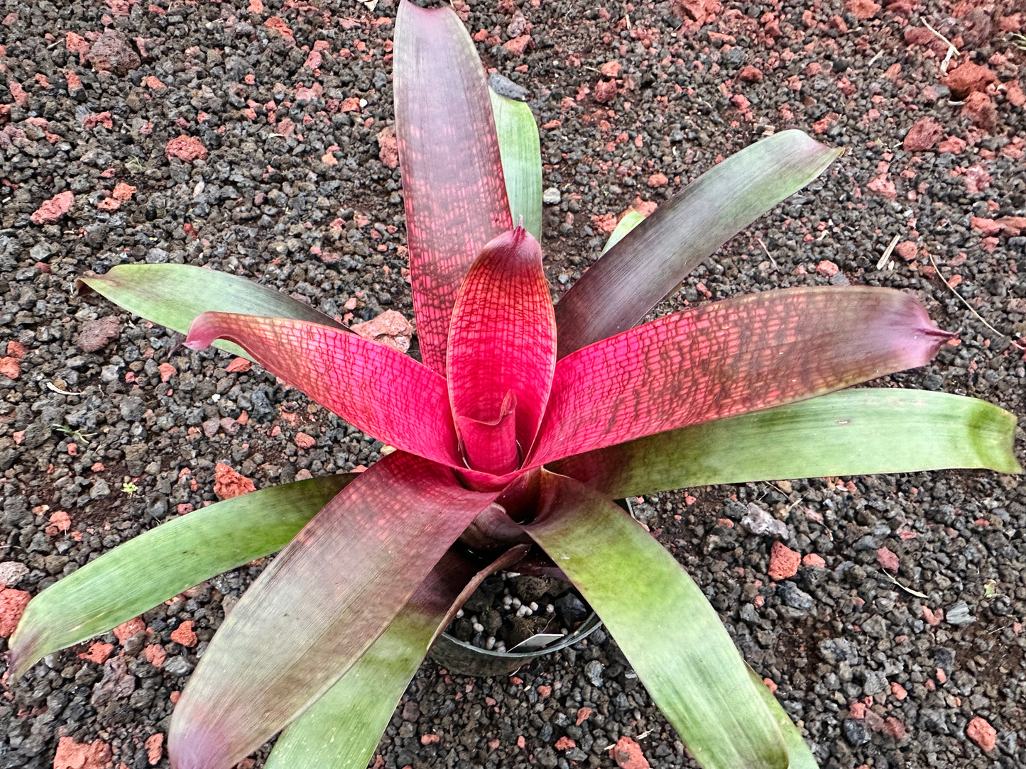 Vriesea ‘Kelci Shiigi’ F2