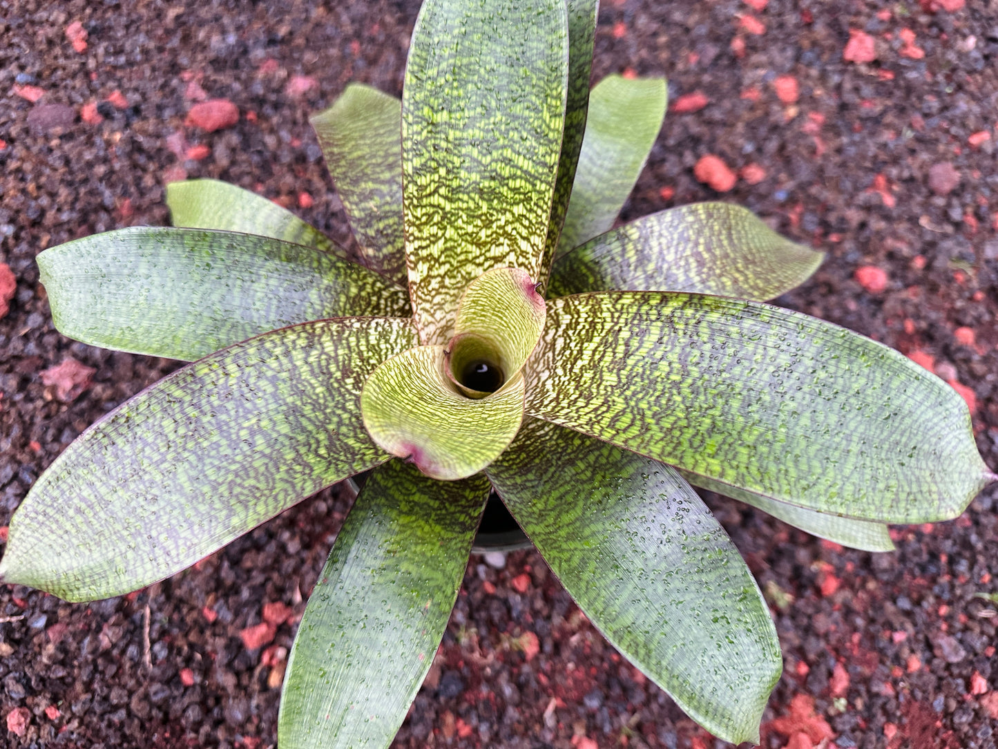 Vriesea ‘Puna Passion’ F2