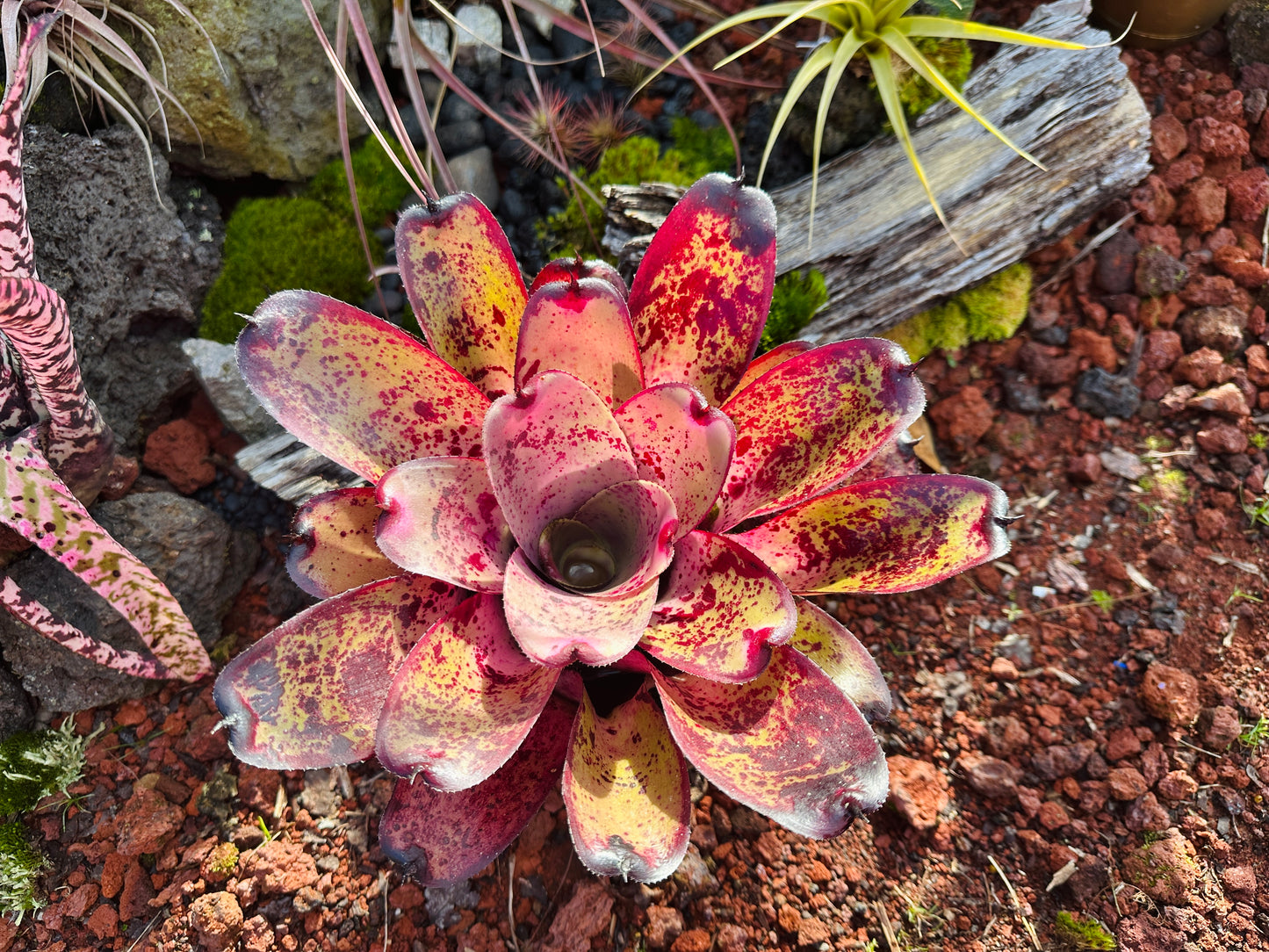 Neoregelia hybrid