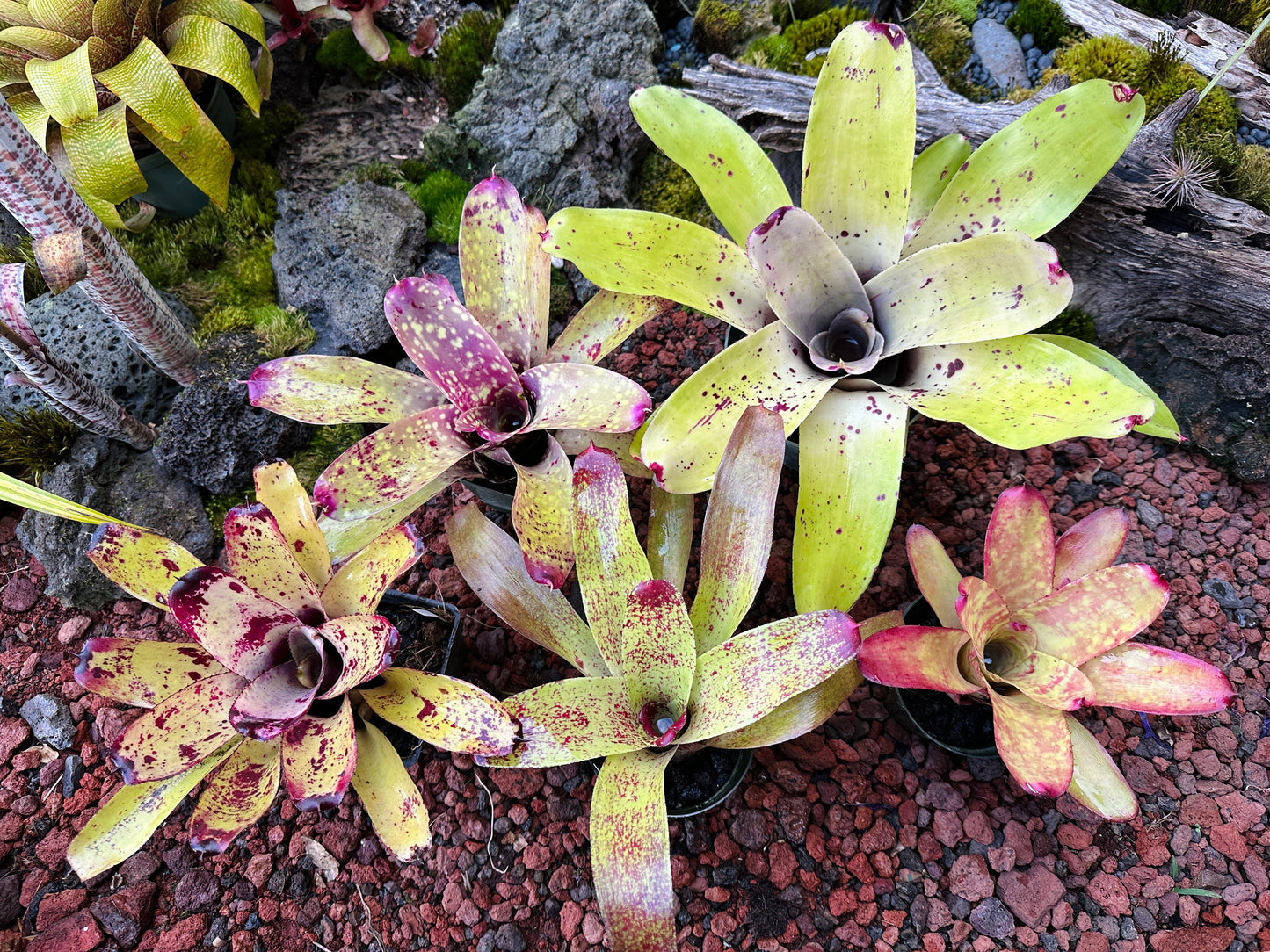 Assorted Neoregelia