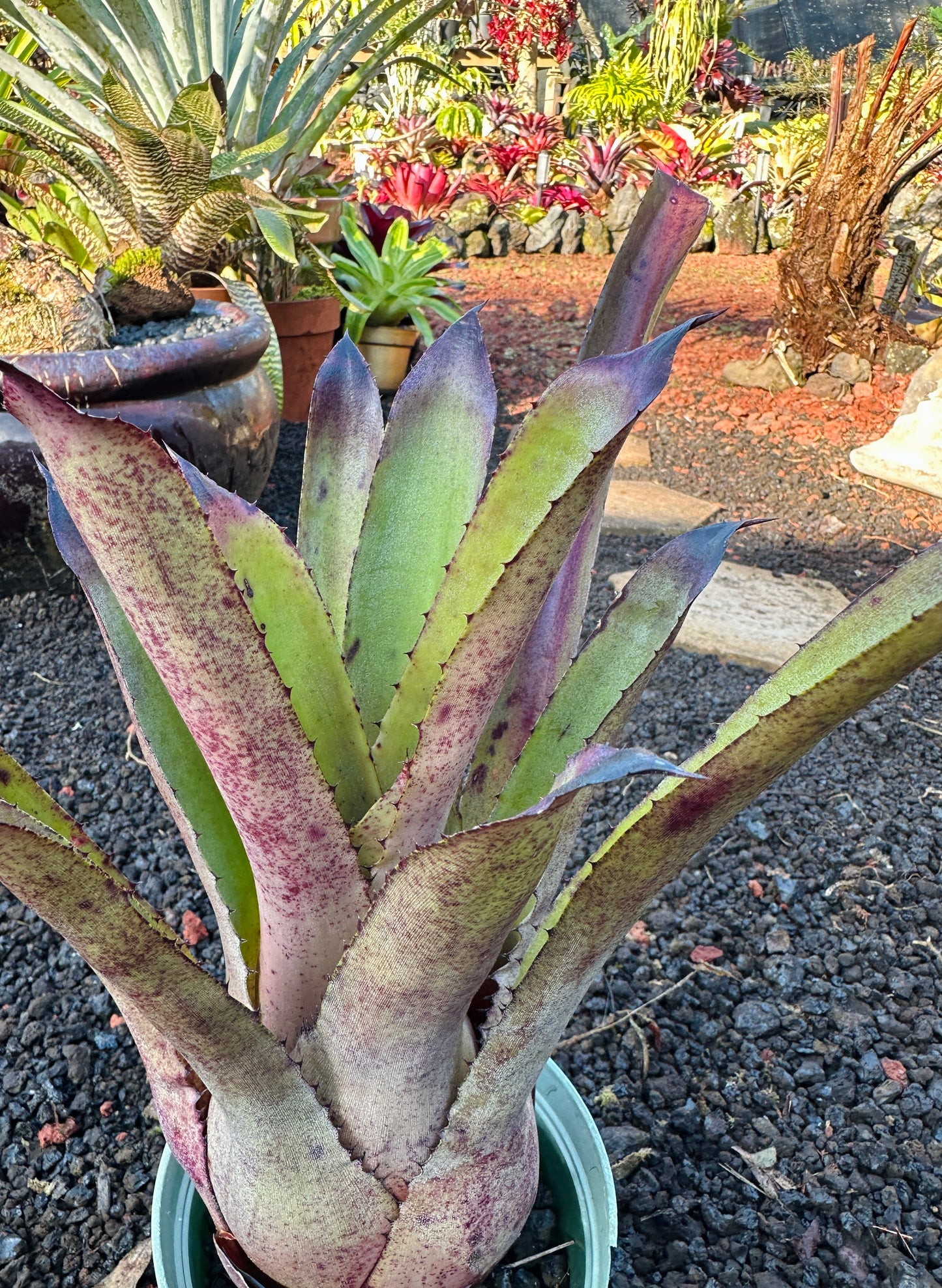 Hohenbergia ‘Goblet’