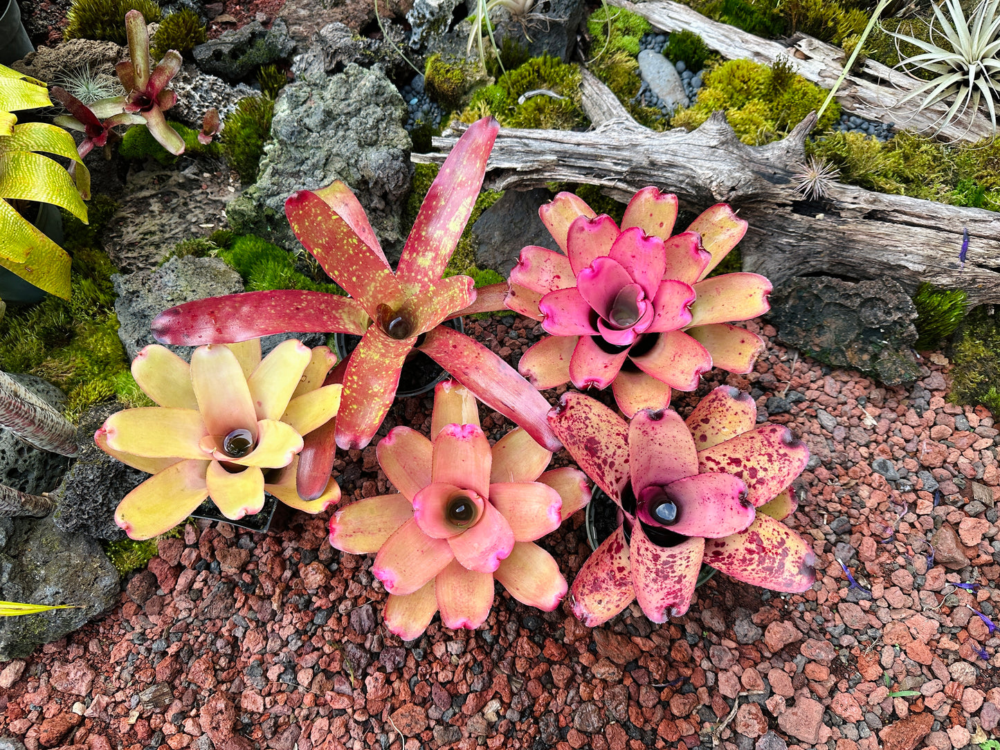 Assorted Neoregelia