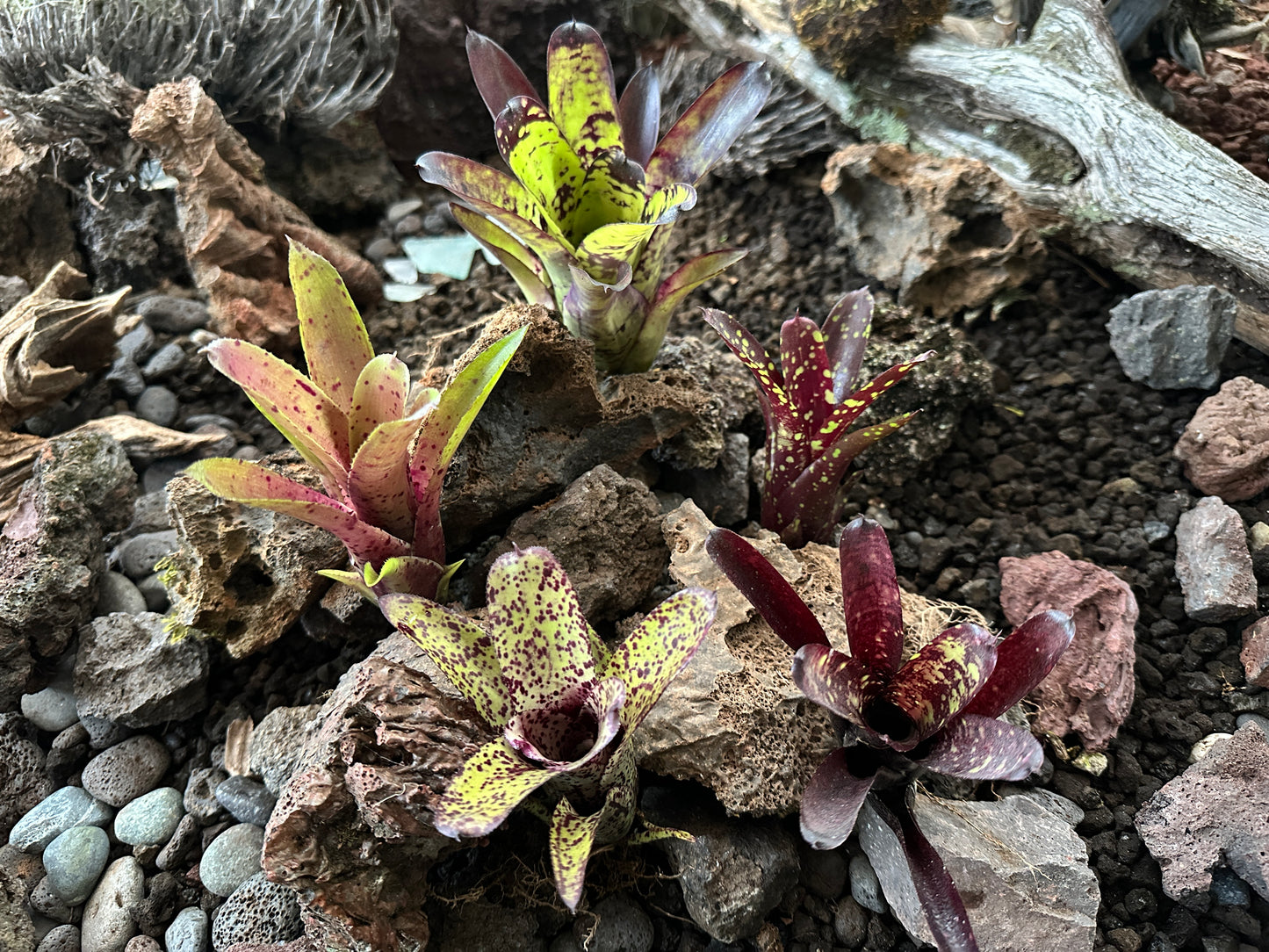Assorted Neoregelia Minis