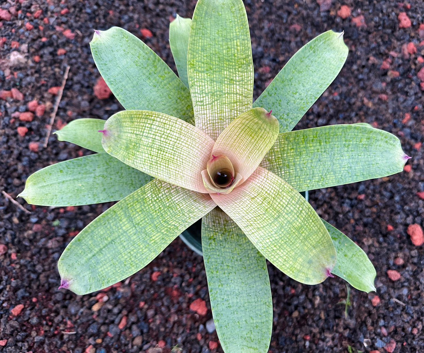 Vriesea ‘Pride of Hilo’ F2 x ‘Winds of Mauna Kea’