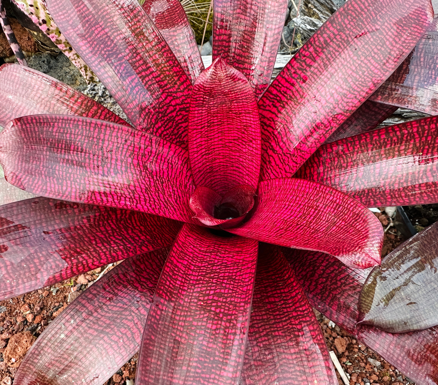 Vriesea ‘Red Samurai’ F2