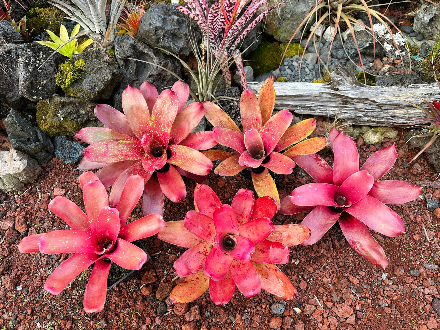 Assorted Neoregelia