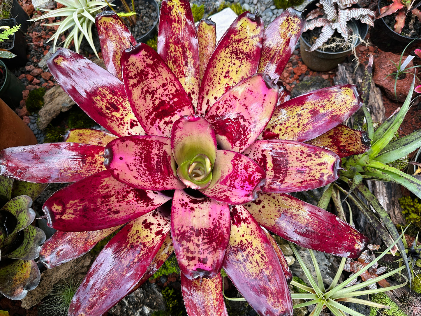 Neoregelia ‘Ninja’ x ‘Takemura Grande’