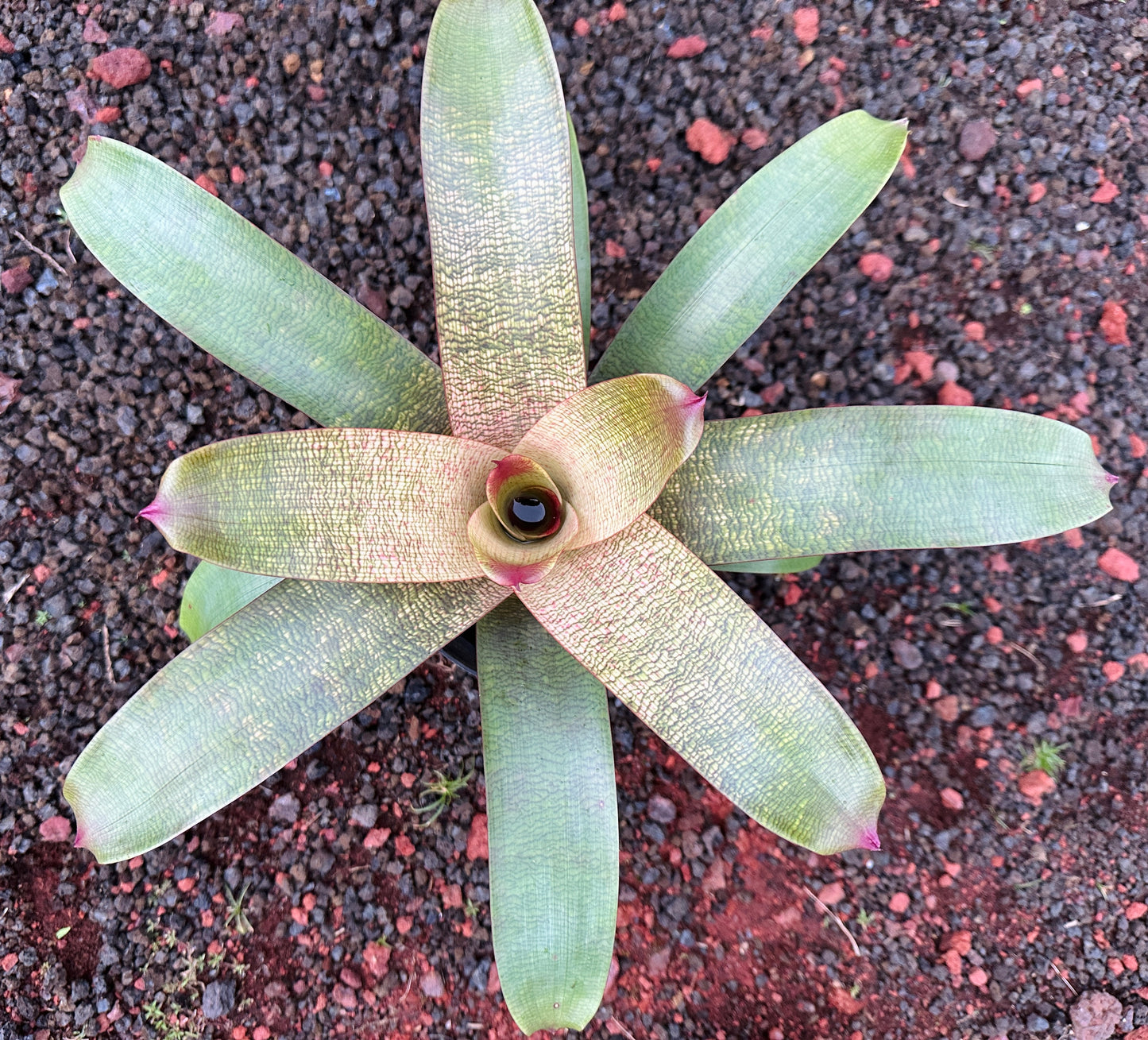 Vriesea ‘Jane Higa Testa’ x (‘Kaumana’ x ‘Sakurai’)