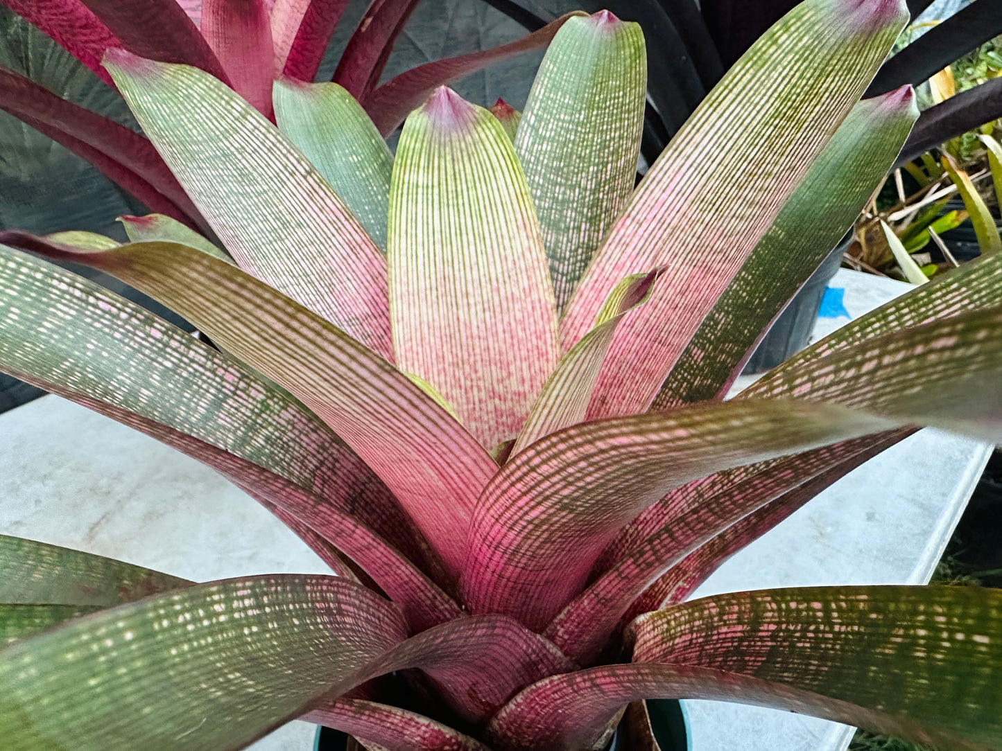 Vriesea ‘Kaumana’ x ‘Sakurai’