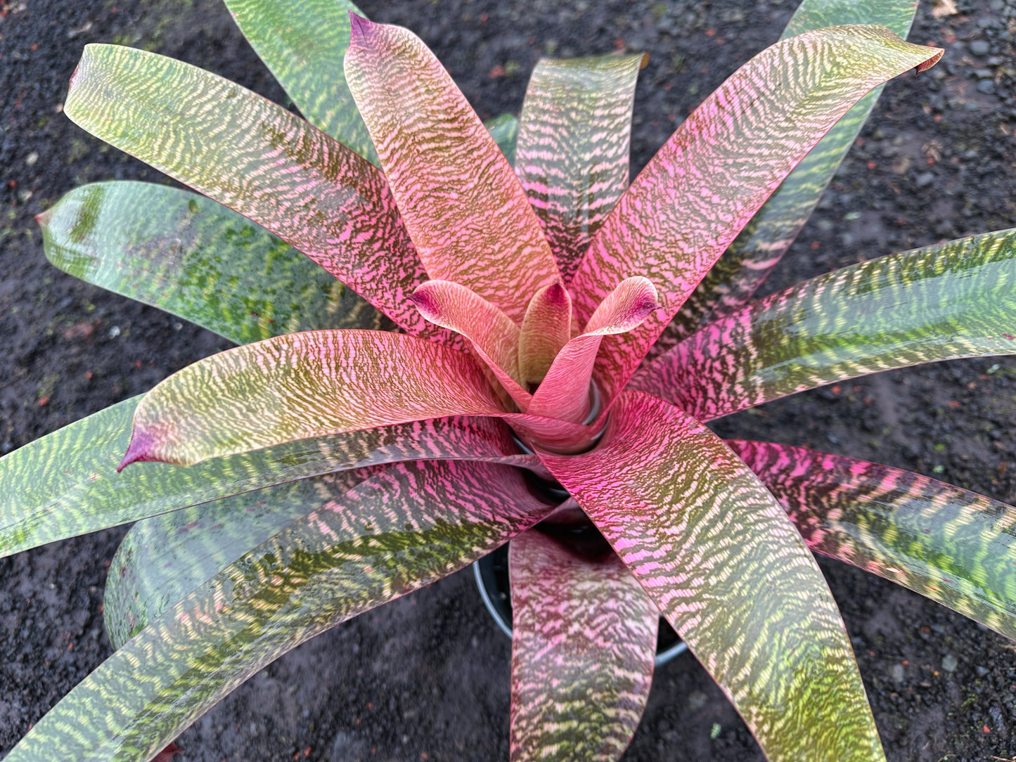 Vriesea ‘Hawaiian Pink Tiger’