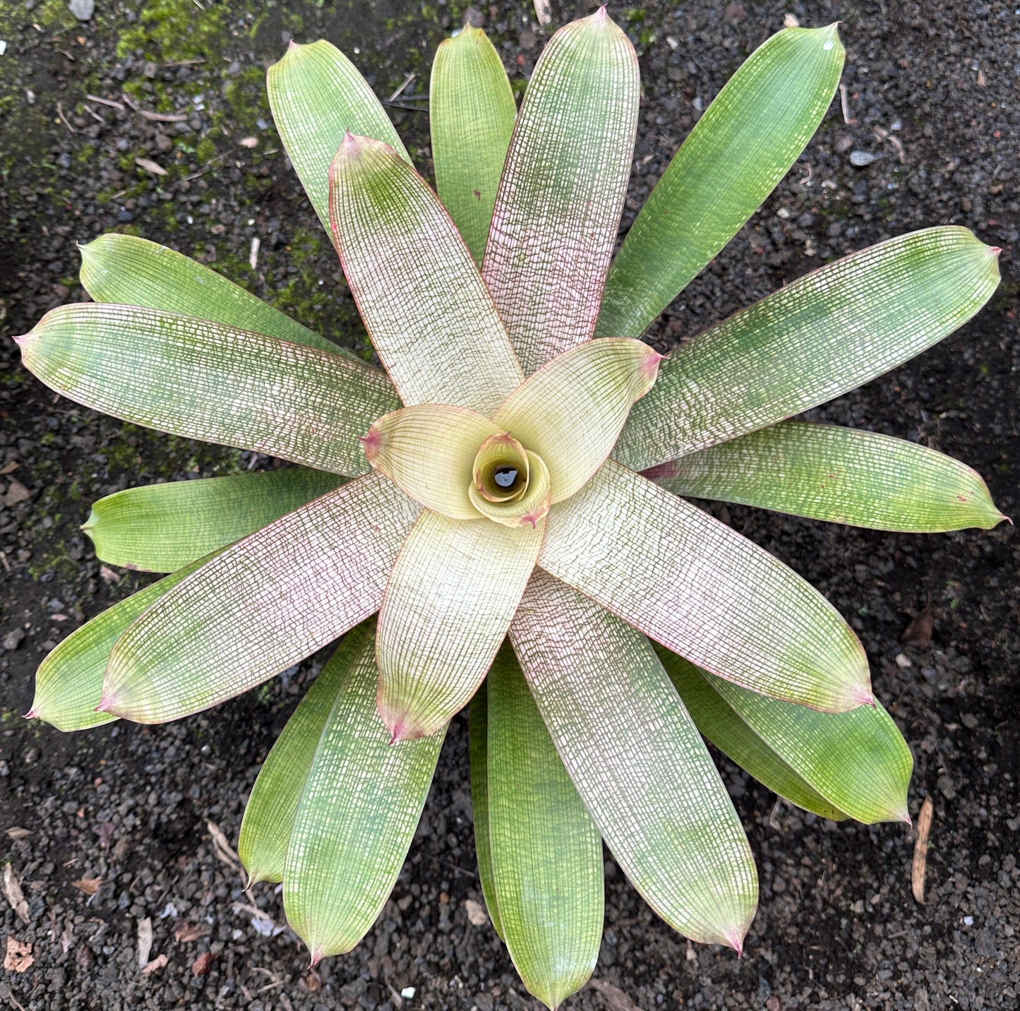 Vriesea ‘Hawaiian Pink Lady’ F2