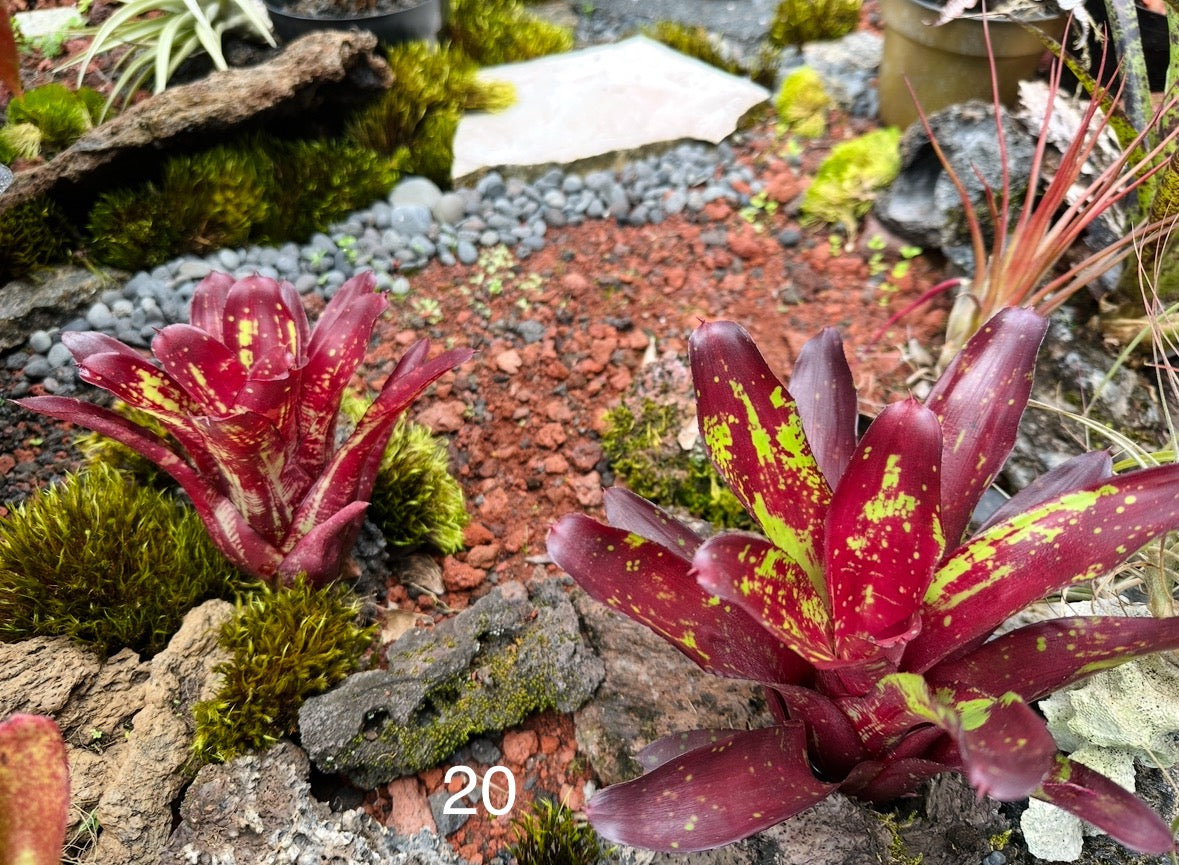 Assorted Neoregelia Minis