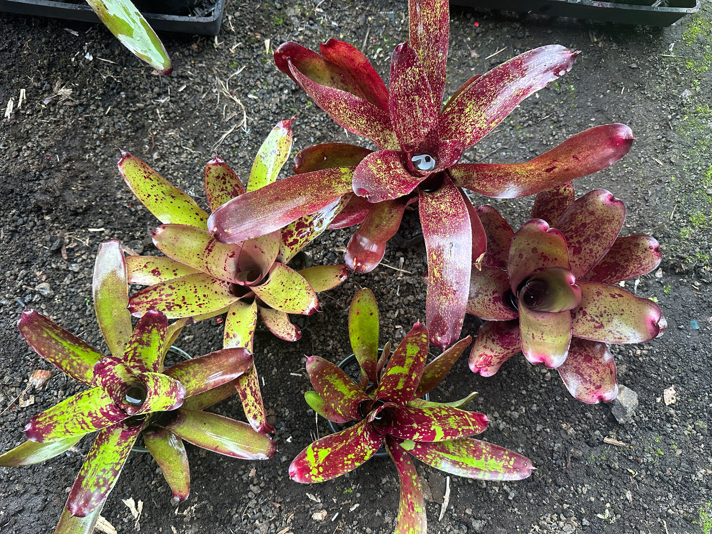 Assorted Neoregelia