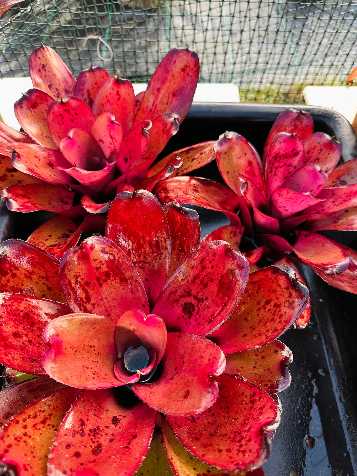 Neoregelia ‘King Kamehameha II’