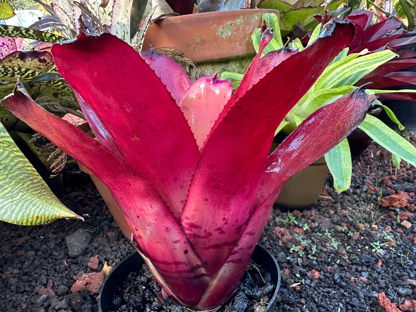 Neoregelia ‘Kilauea Tiger’