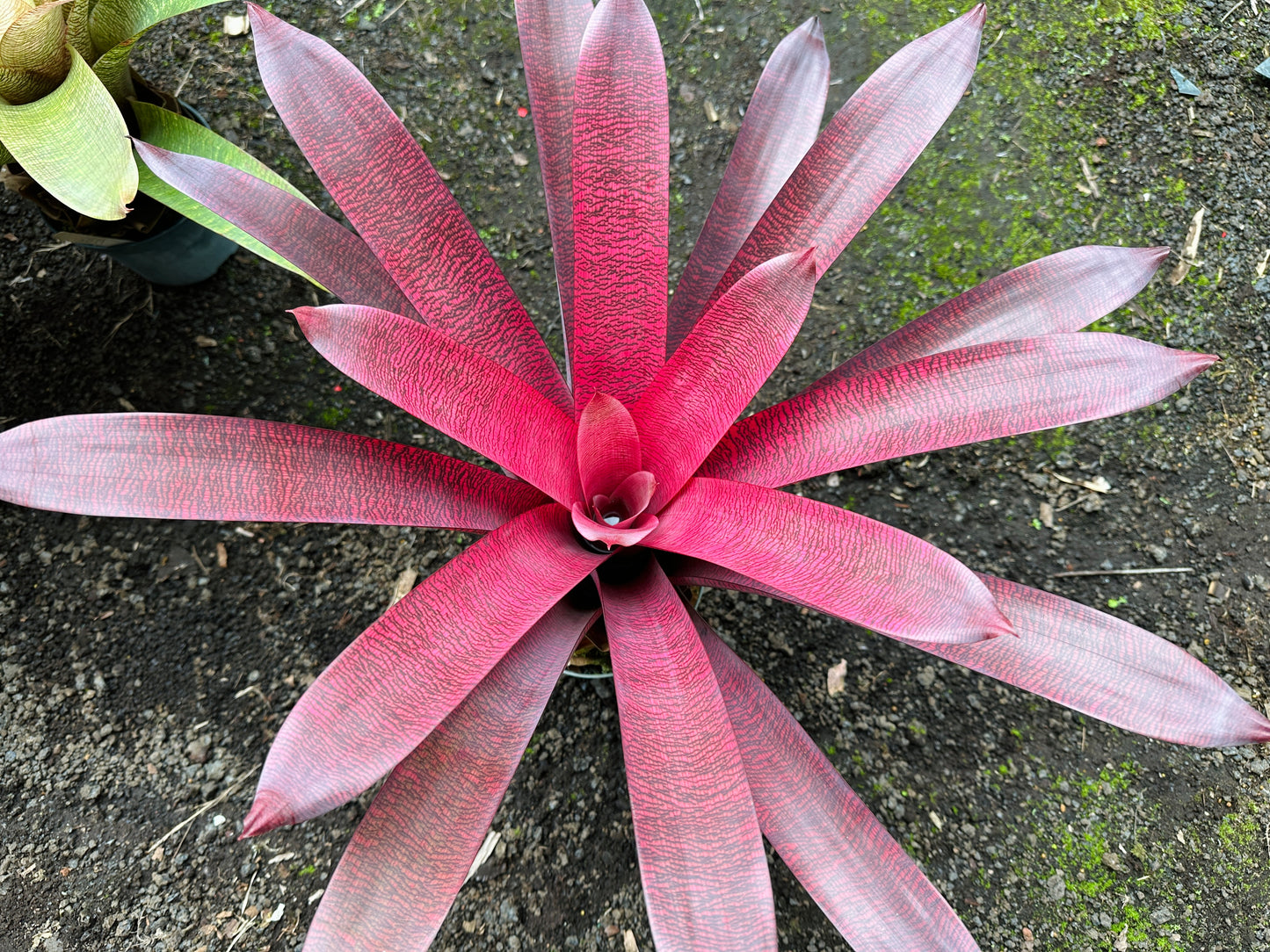 Vriesea ‘Patrice’ x ‘Hawaiian Ruby’
