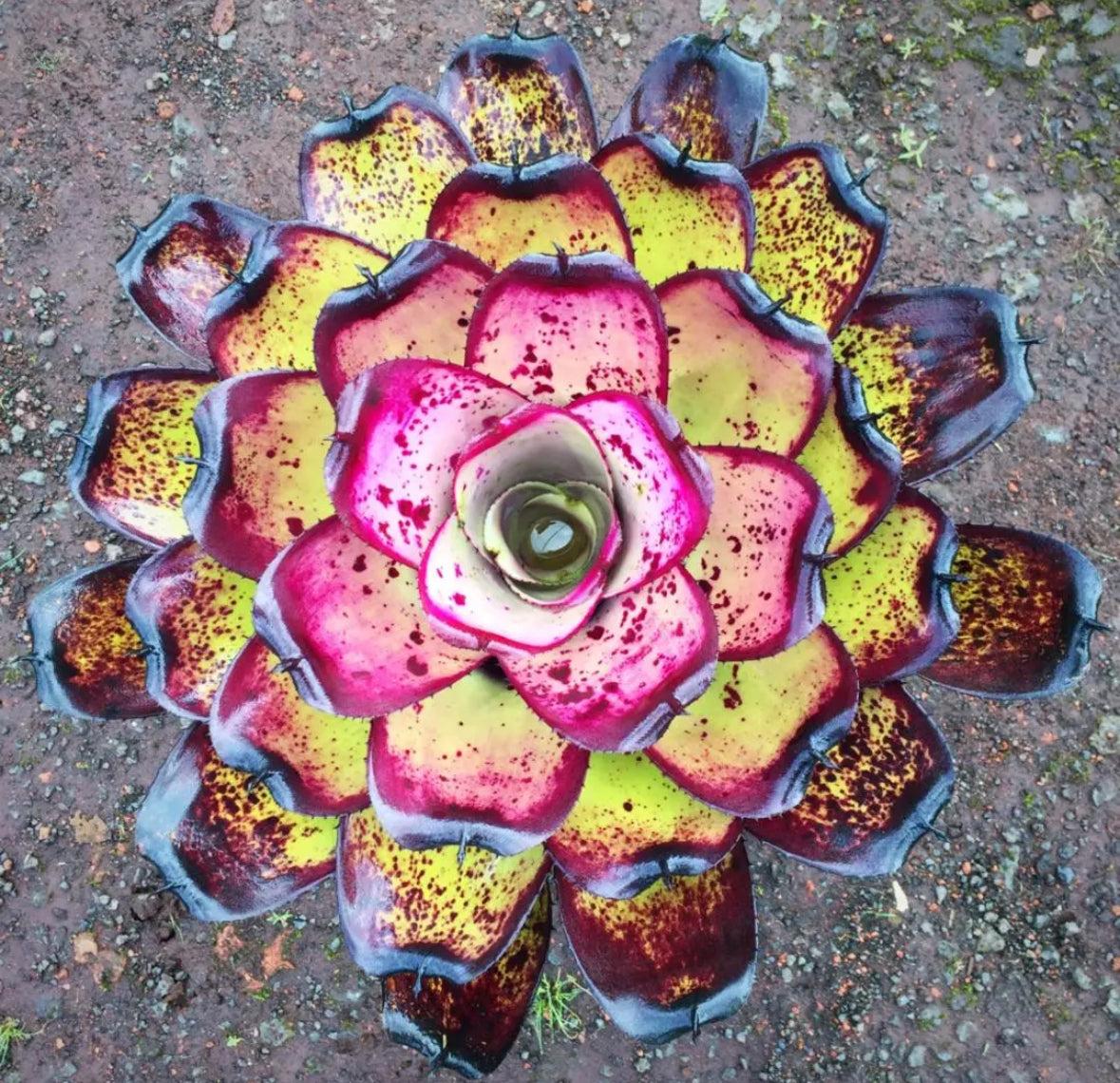 Neoregelia ‘Hawaiian Warrior’