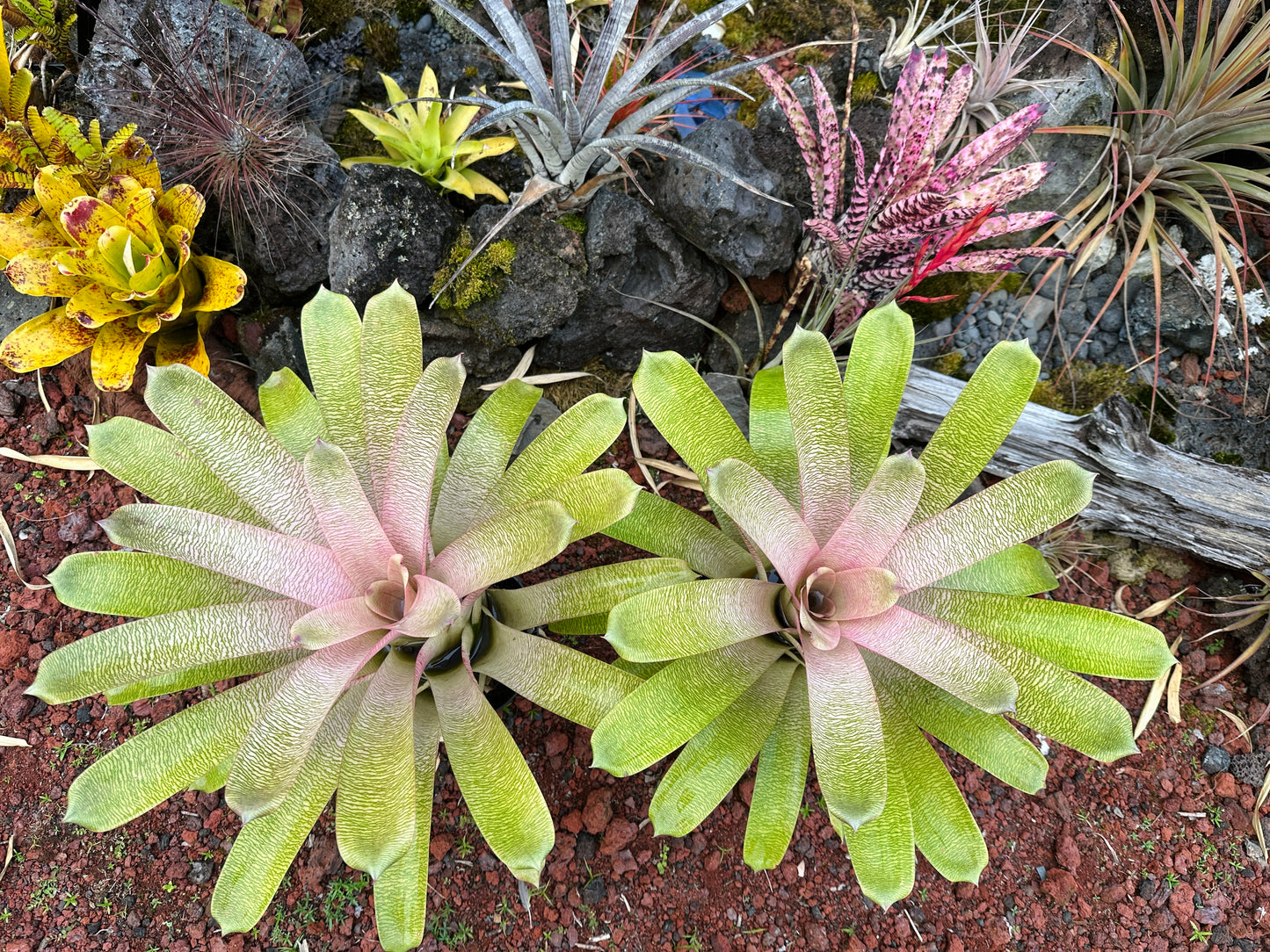 Vriesea ‘Annique’