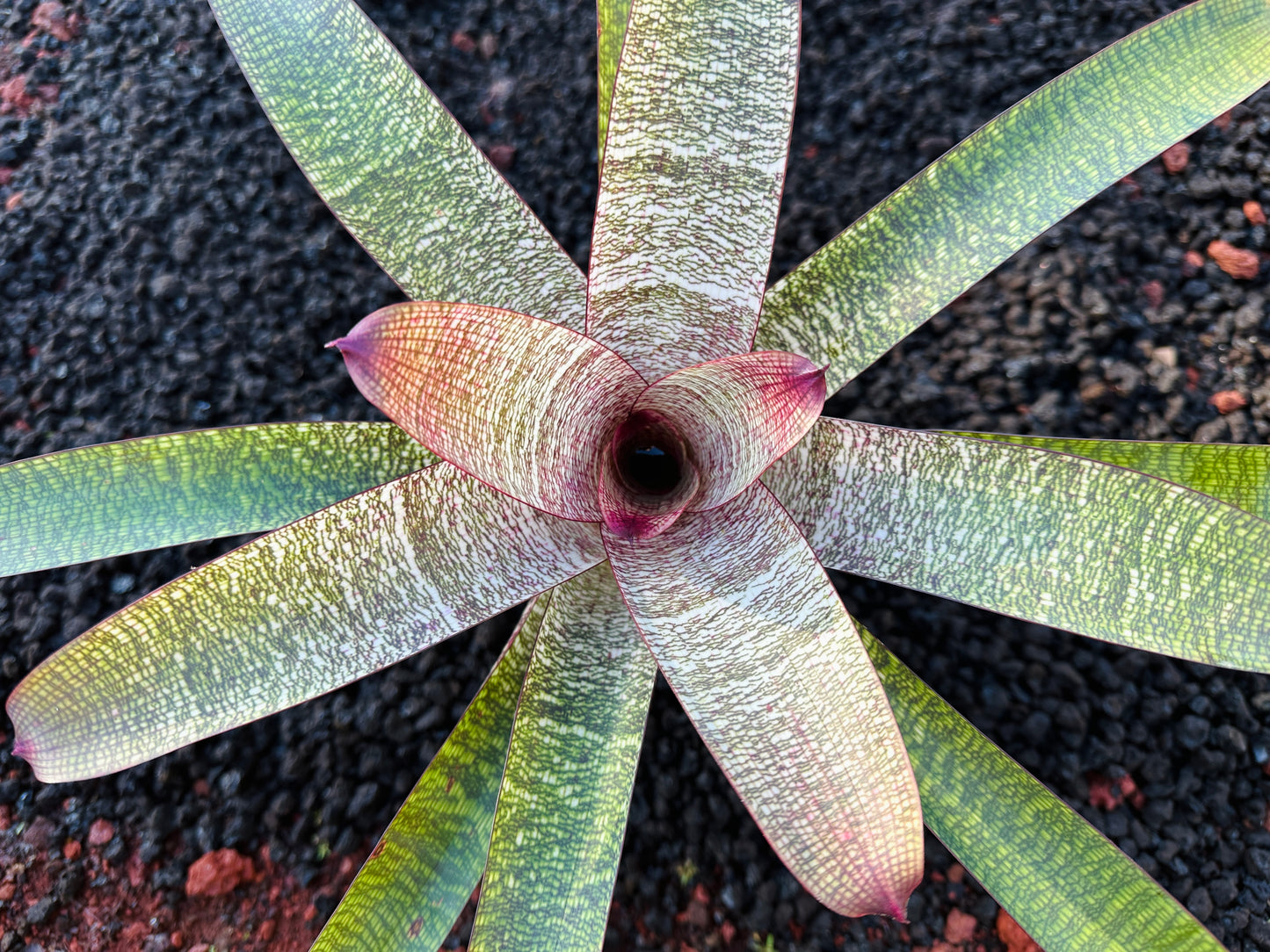 Vriesea ‘Sherlette Shiigi’ x ‘Royal Hawaiian’