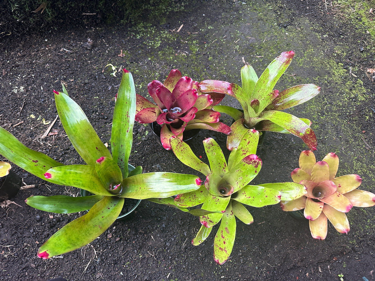 Assorted Neoregelia