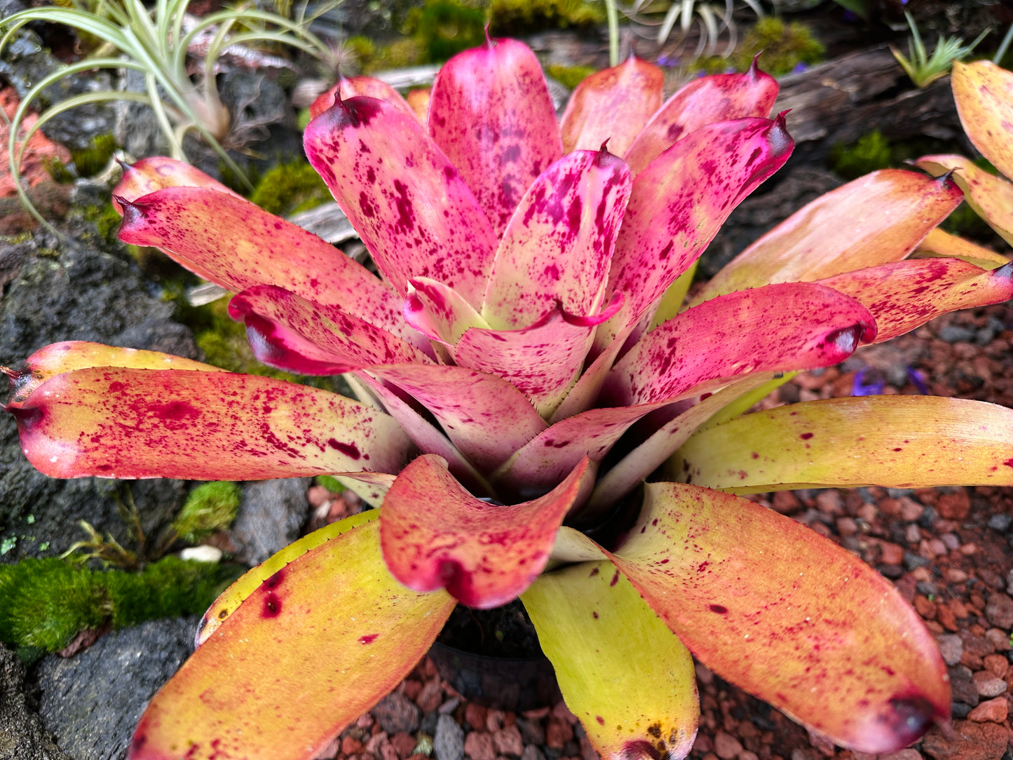 Neoregelia ‘Sao Paulo’ x ‘Arla Rutledge’