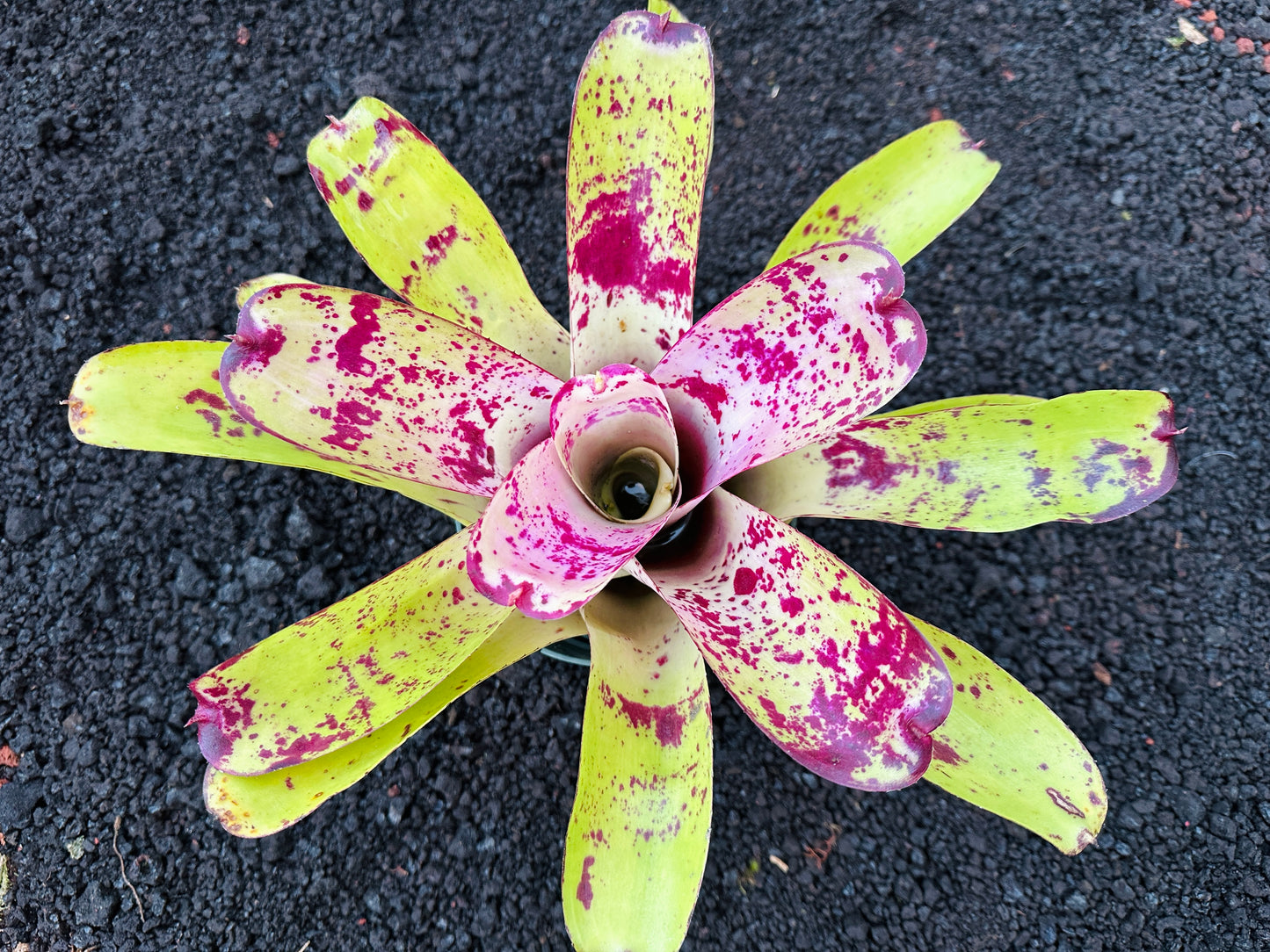 Neoregelia ‘Hawaiian Starlight’