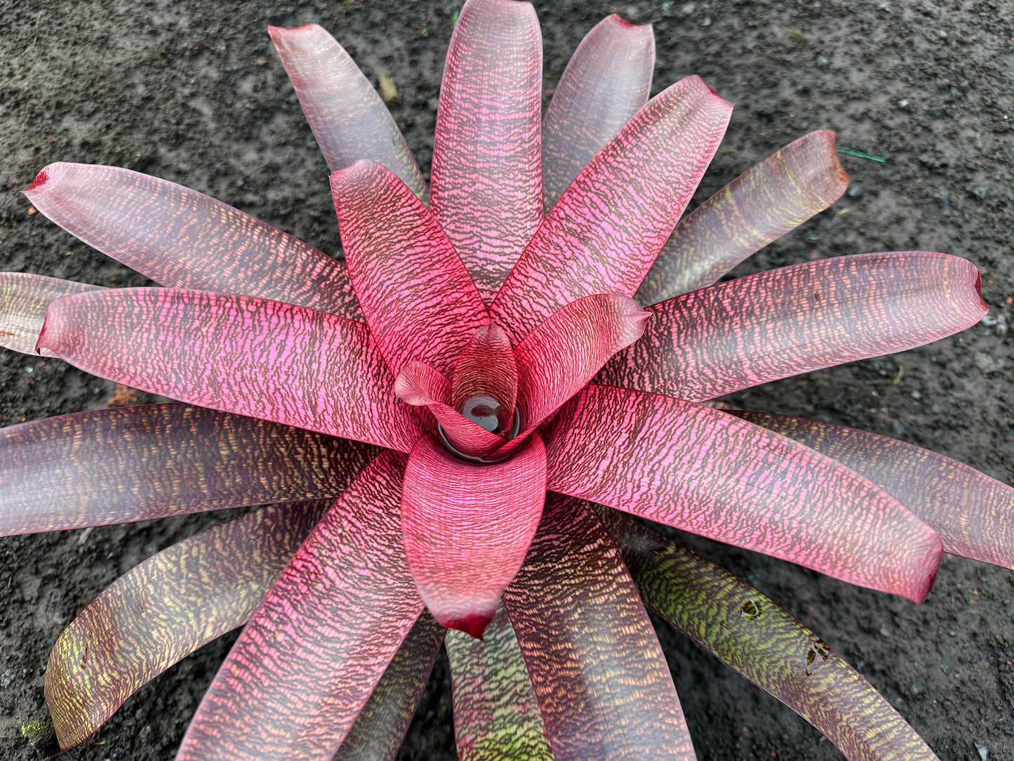 Vriesea ‘Kilauea’ x ‘White Lighting’