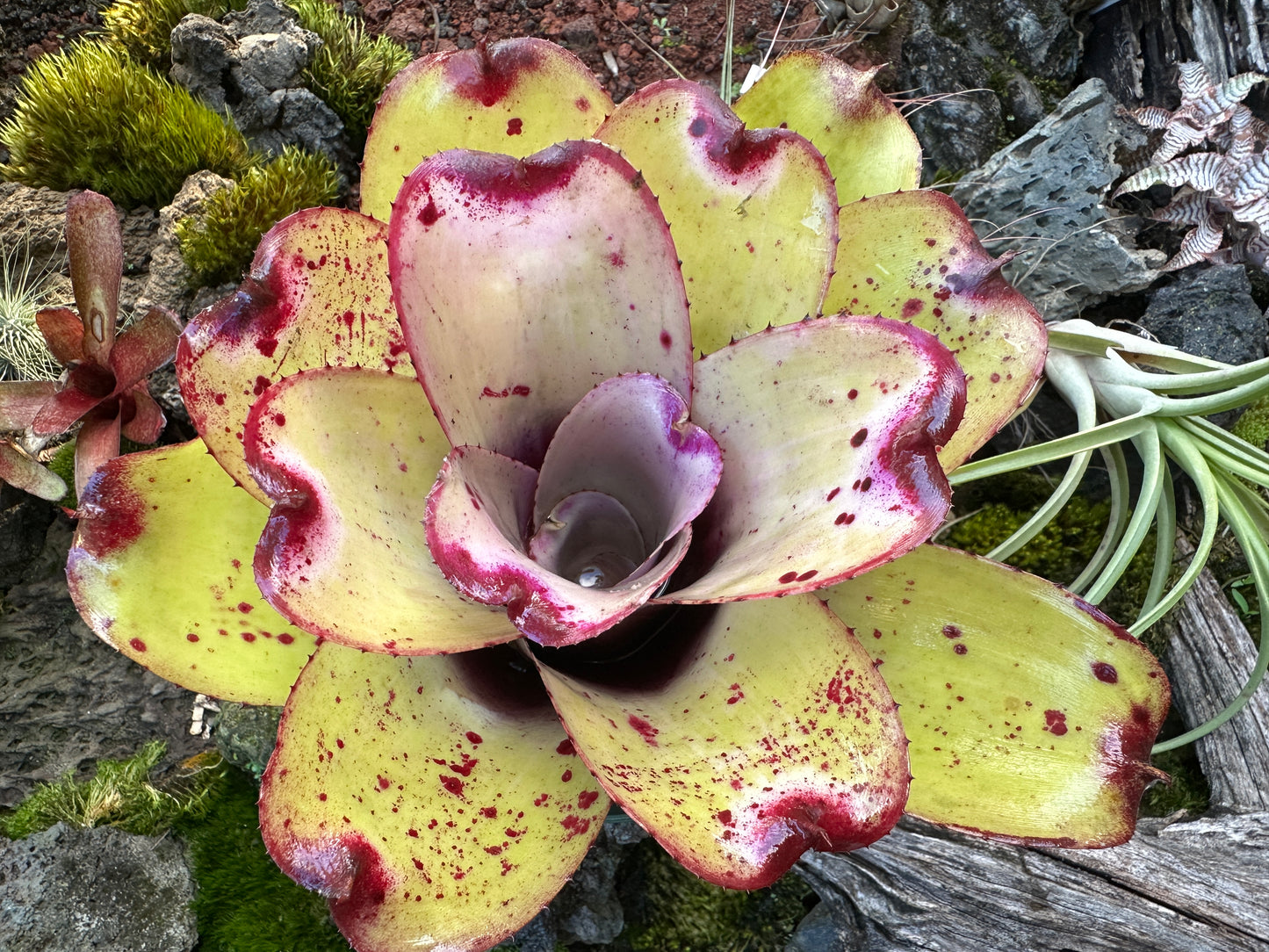 Neoregelia ‘Lilikoi’