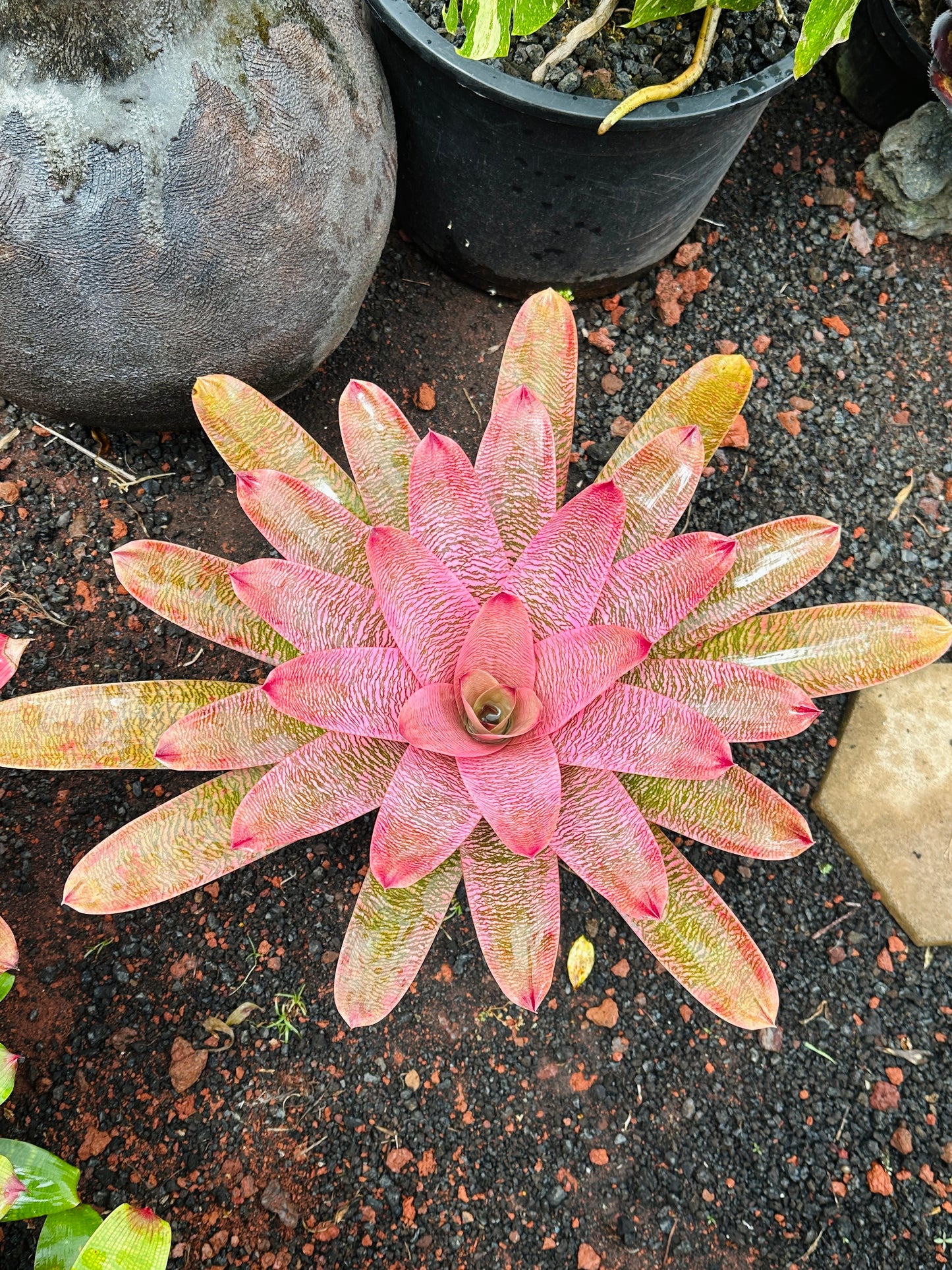 Vriesea ‘Leina’ala’ x ‘Hilo Rainbow’