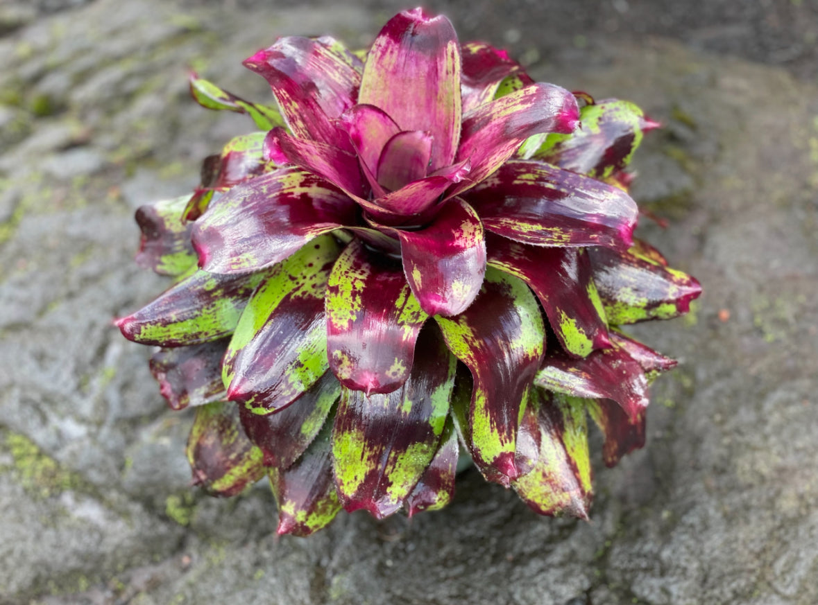 Neoregelia ‘Painted Delight’