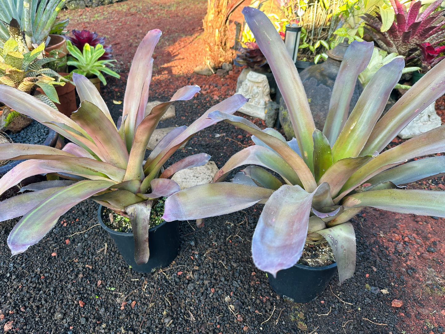 Hohenbergia ‘Mini Kena’