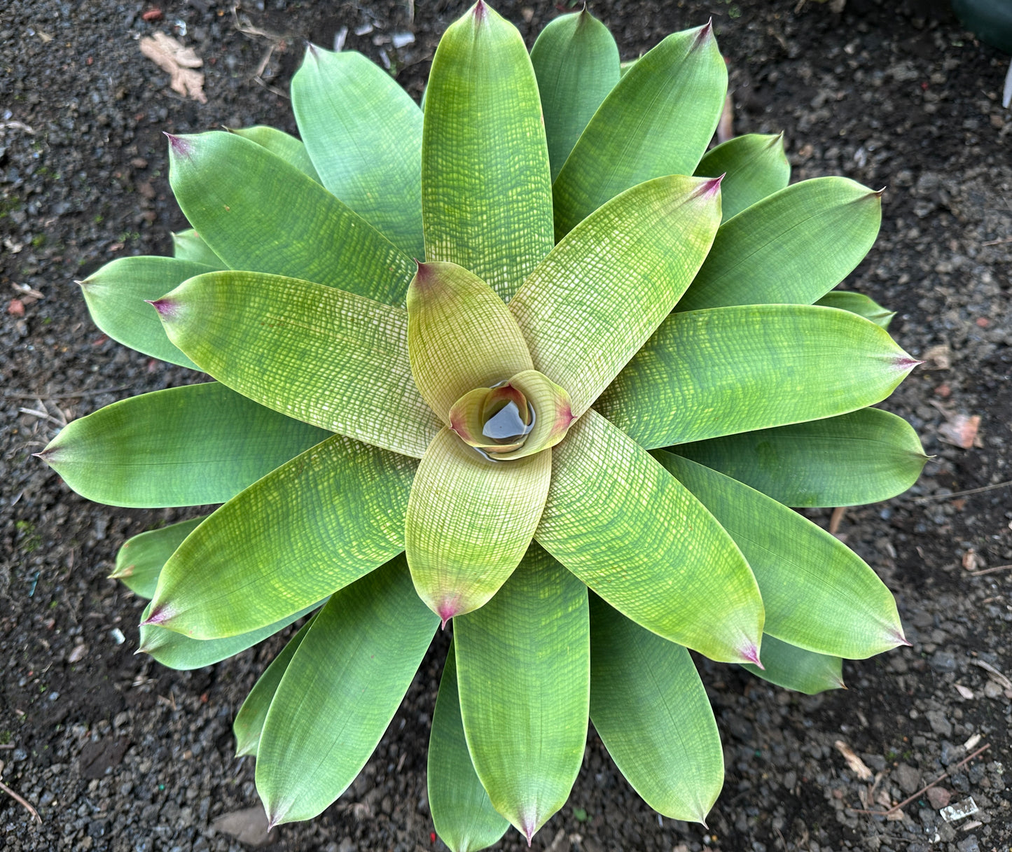 Vriesea ‘Pride of Hilo’ F2 x ‘Winds of Mauna Kea’