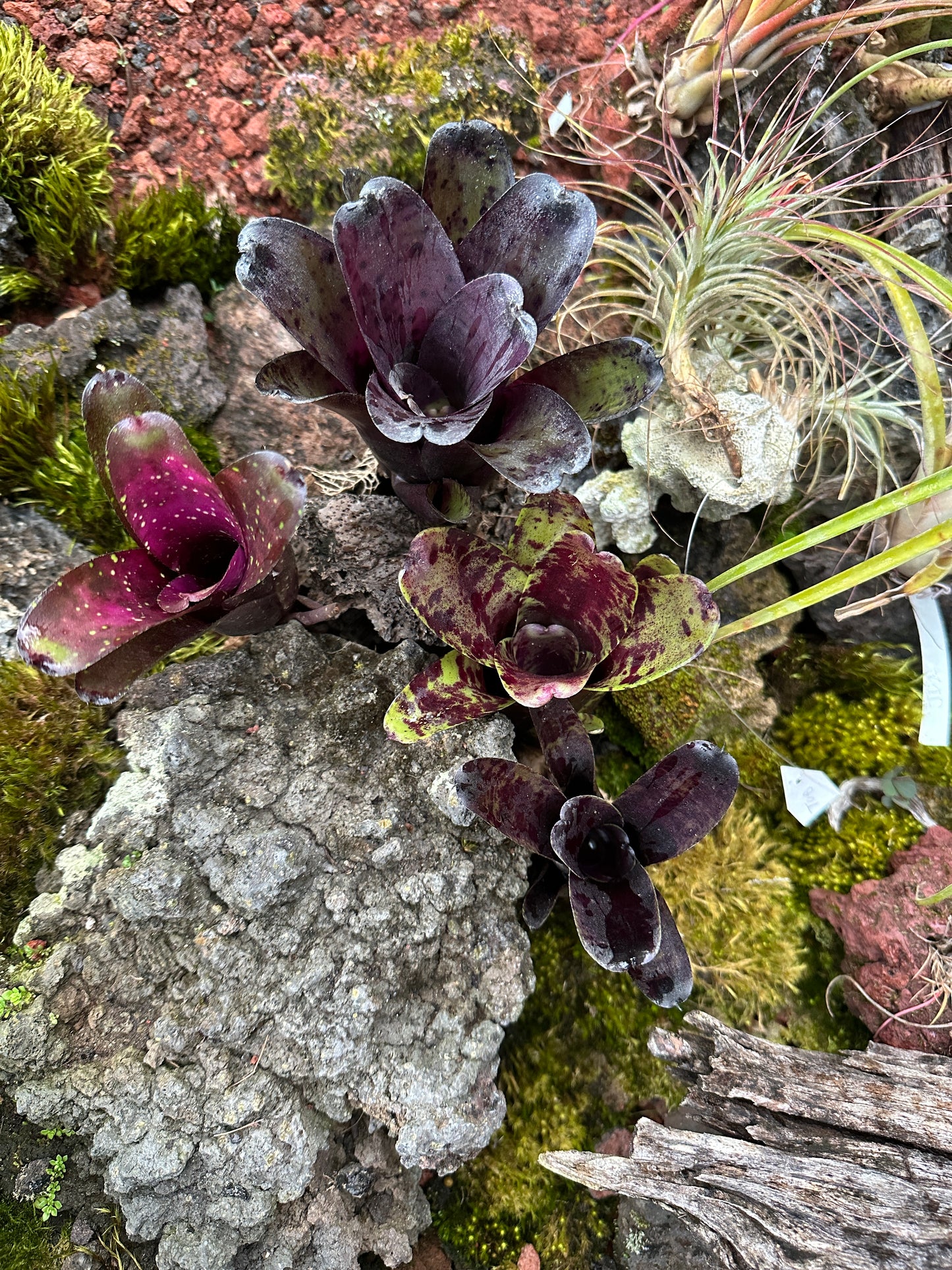 Assorted Neoregelia Minis