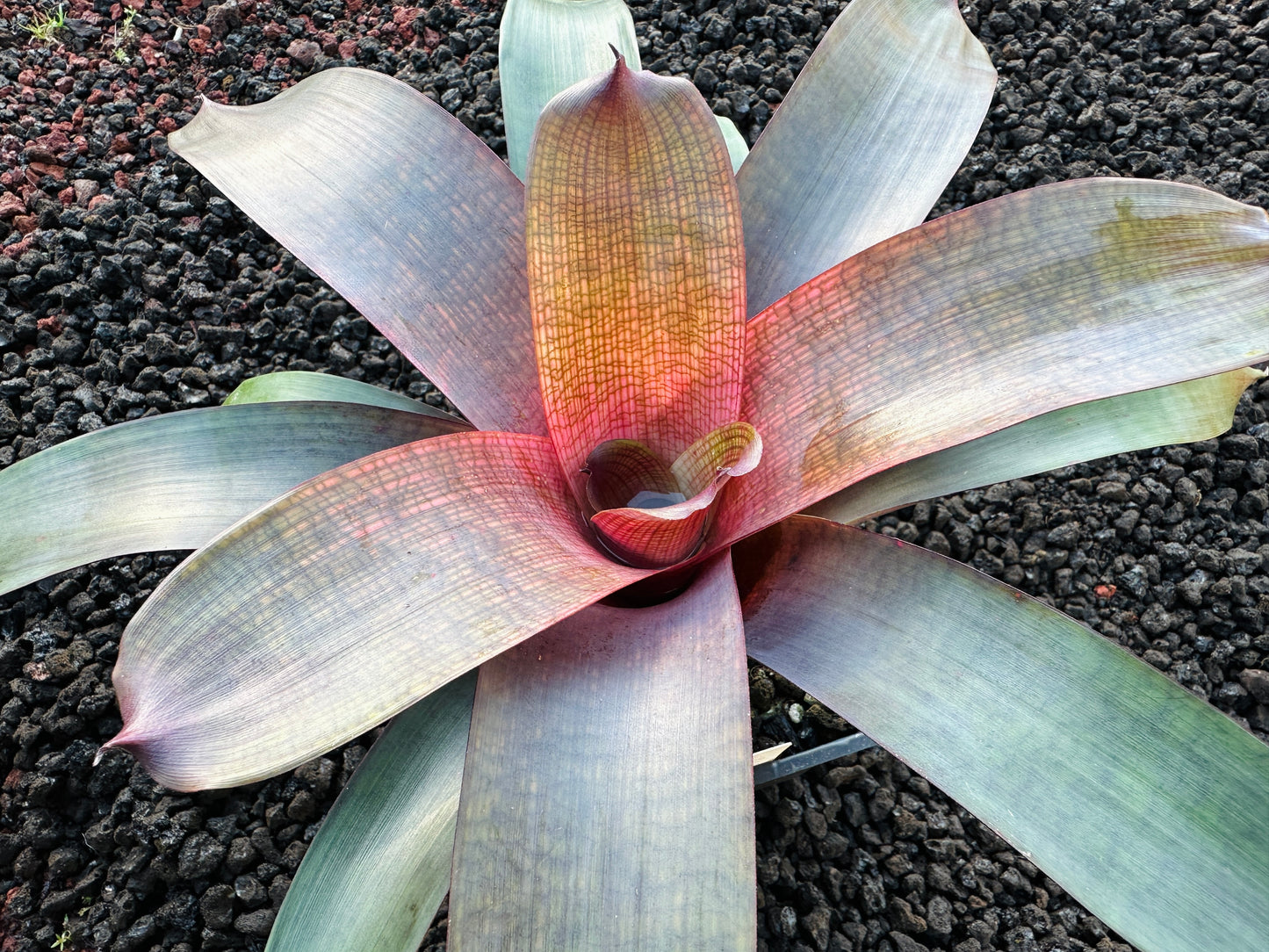 Vriesea ‘Ku’ulei’ cv. ‘Ulaula’ x ‘Panaewa Beauty’